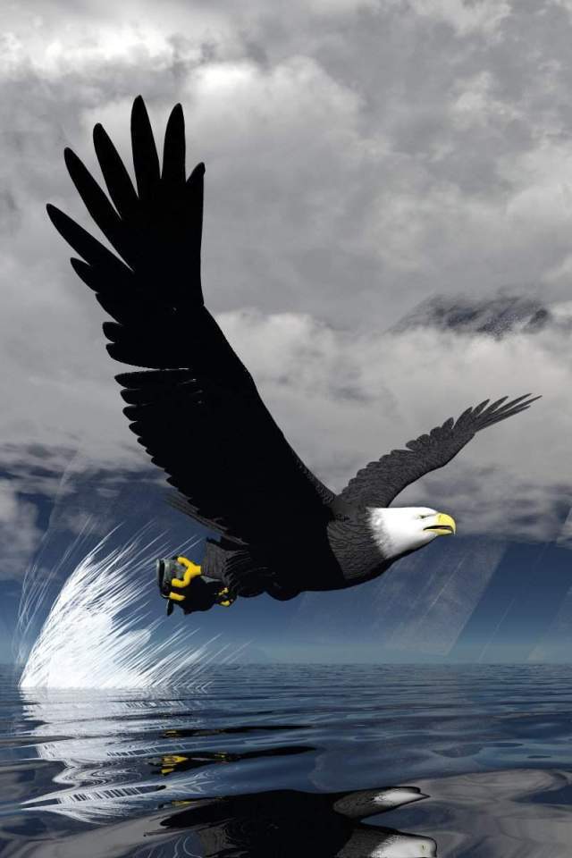 Eagle Wallpapers Images Photos Pictures Backgrounds