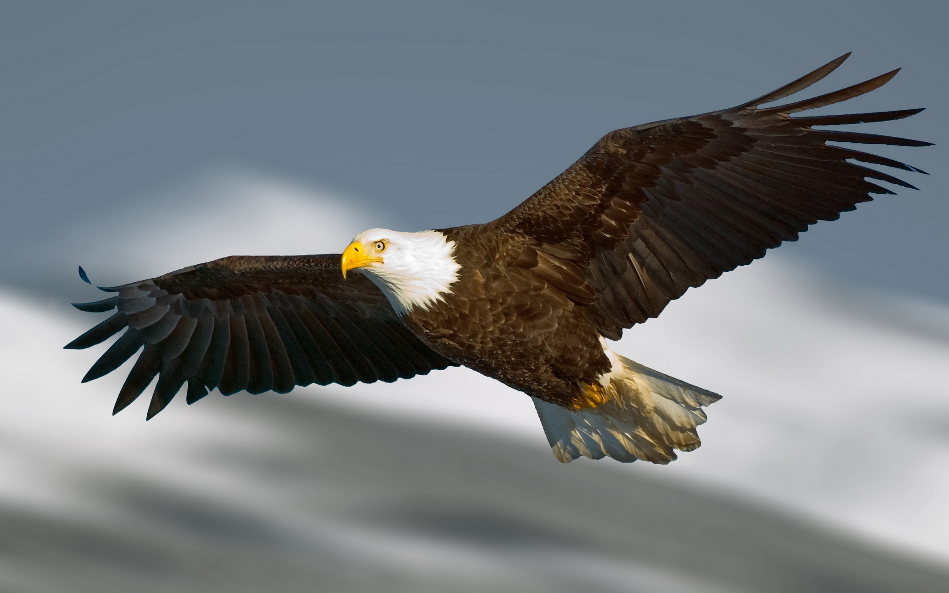 Eagle Wallpapers Images Photos Pictures Backgrounds