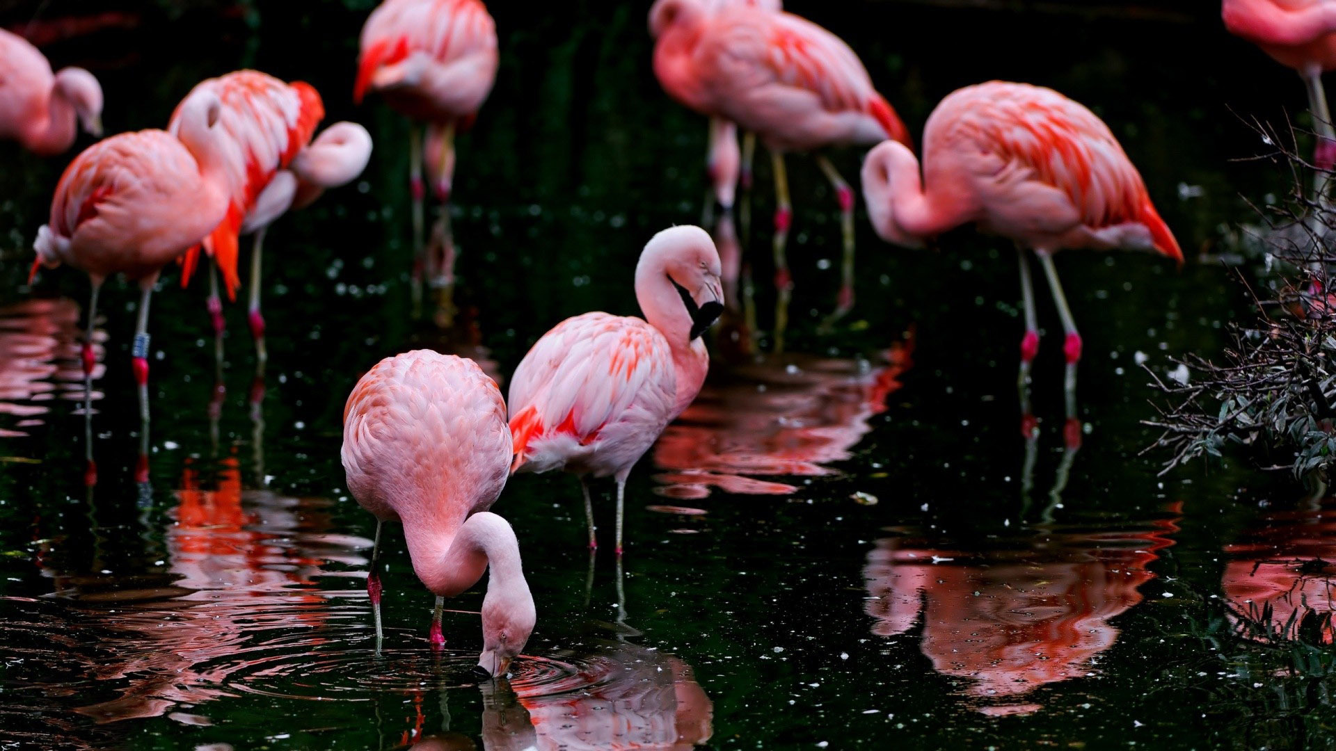 flamingo birds free hd wallpapers and bio everything 4u on flamingo wallpaper