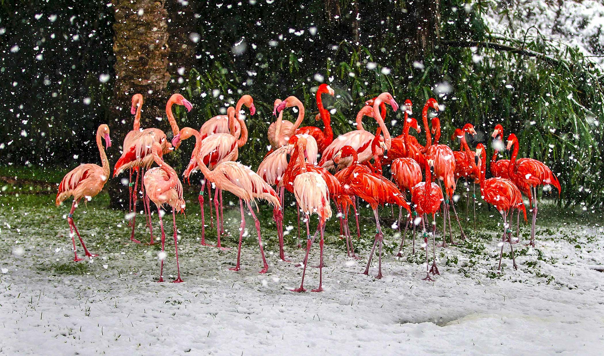 Flamingo Wallpapers Images Photos Pictures Backgrounds