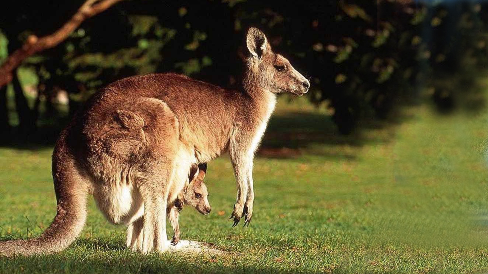 Kangaroo Wallpapers Images Photos Pictures Backgrounds