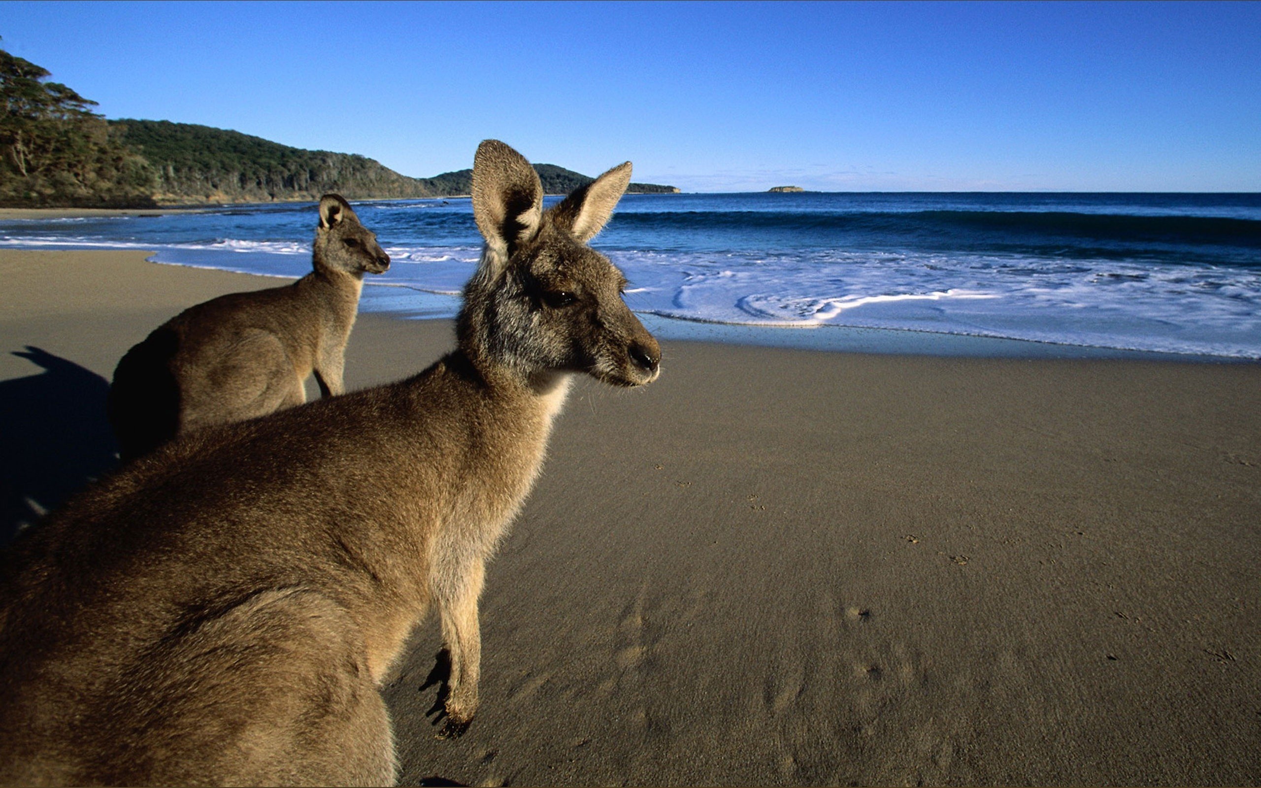 Kangaroo HD