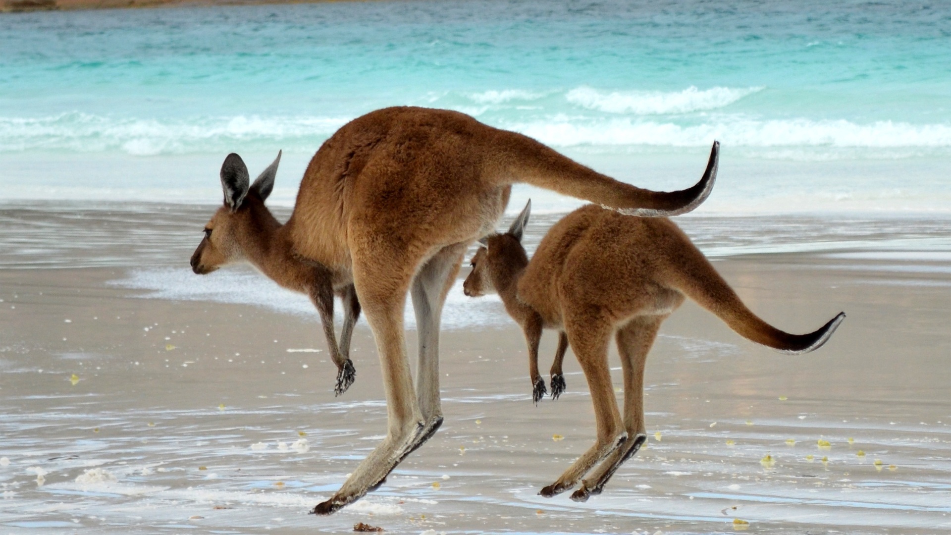 Kangaroo Wallpapers Images Photos Pictures Backgrounds