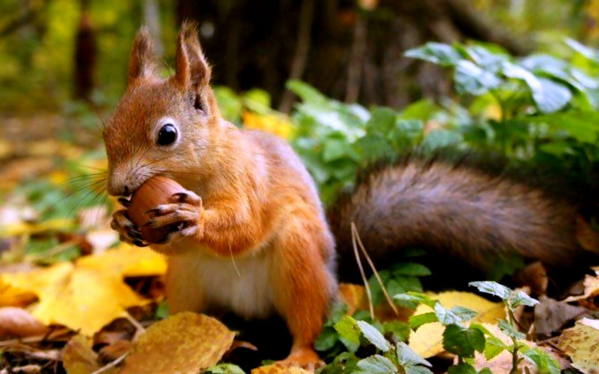 Squirrel Wallpapers Images Photos Pictures Backgrounds