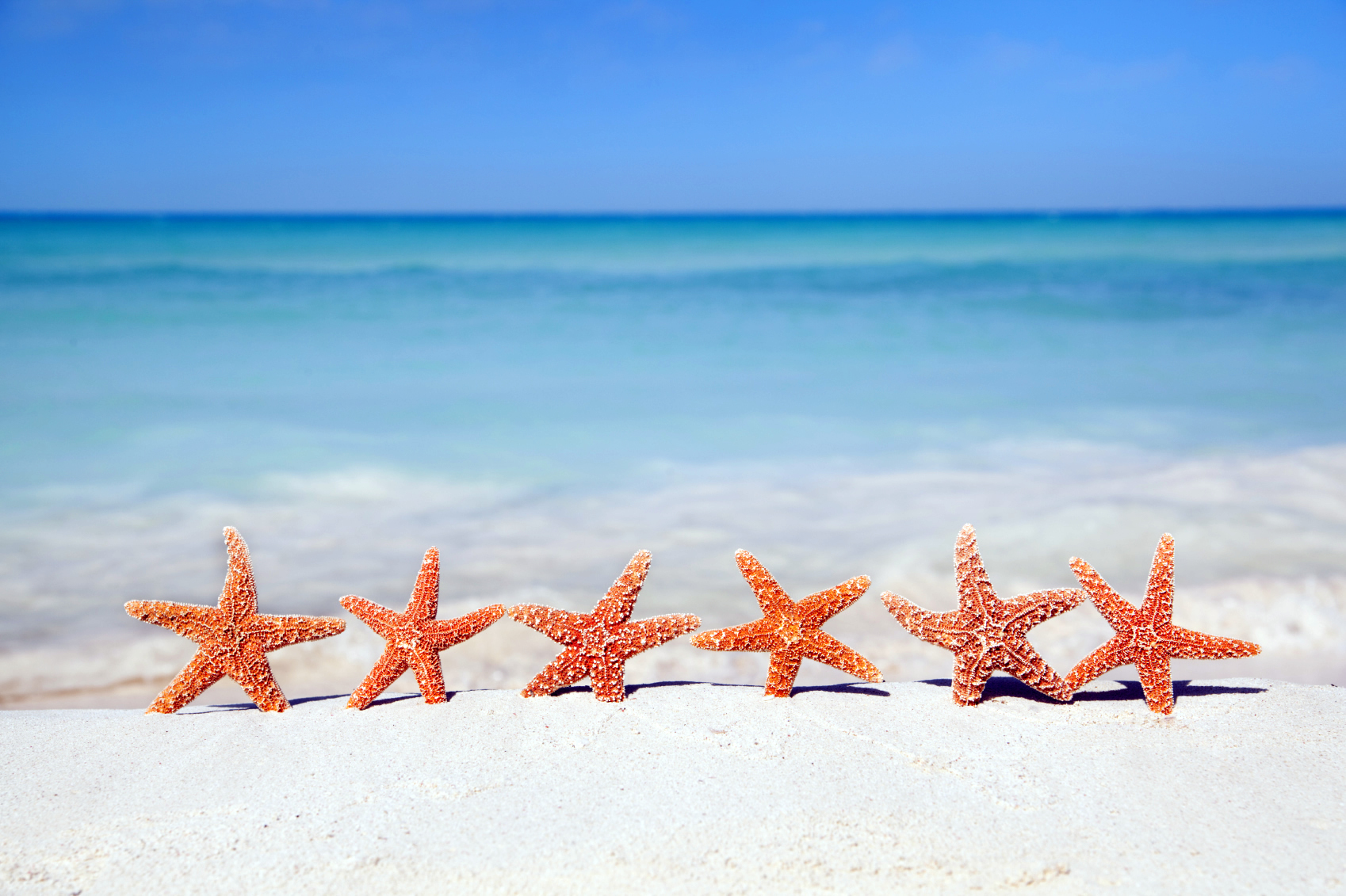 Starfish Wallpapers Images Photos Pictures Backgrounds