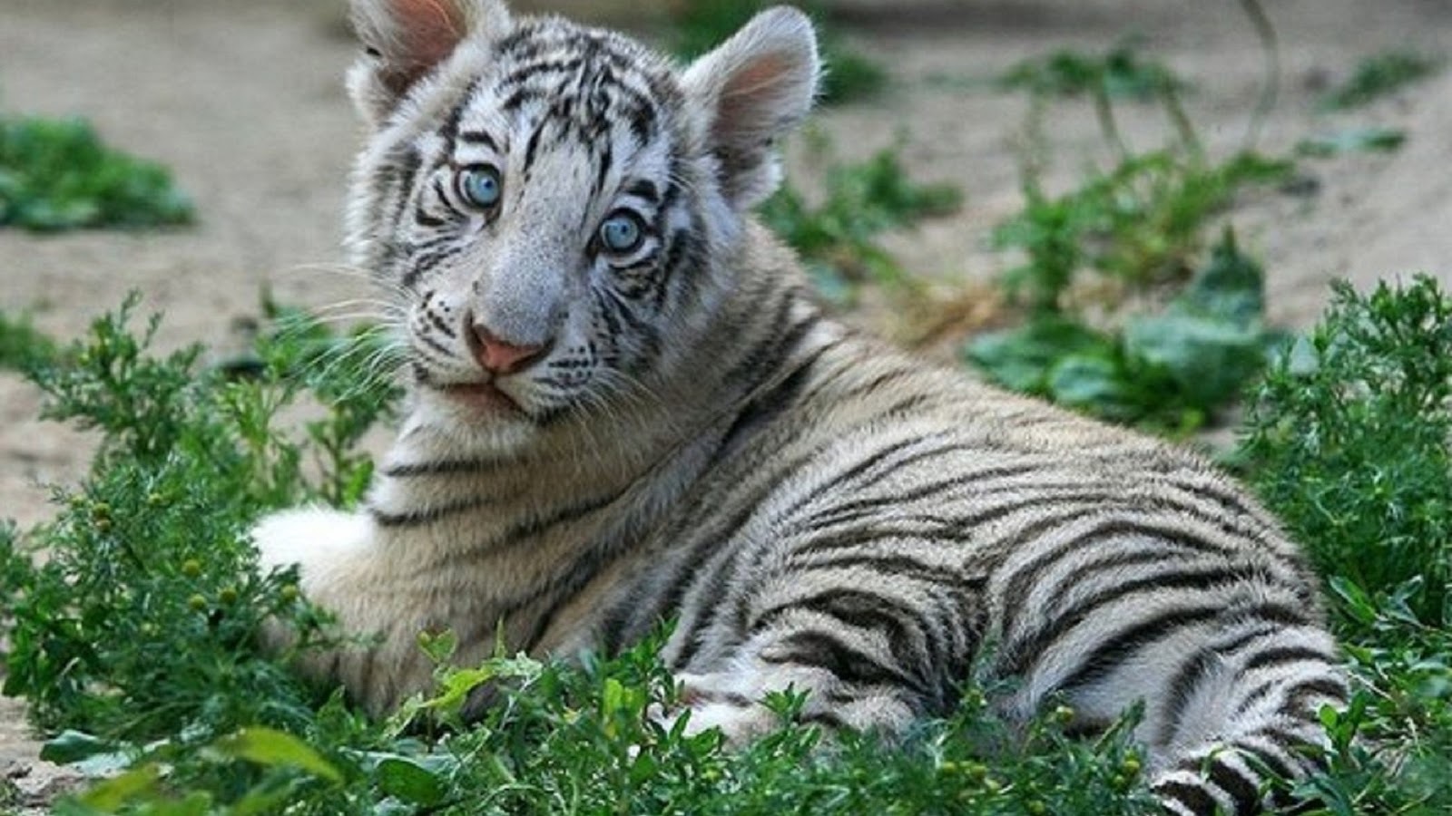 alive white tiger cub