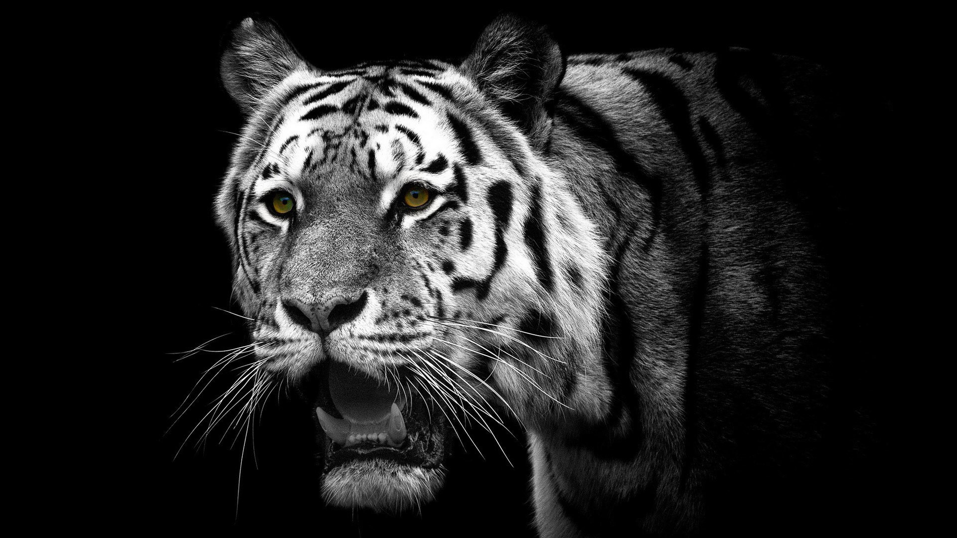 White Tiger Wallpapers Images Photos Pictures Backgrounds