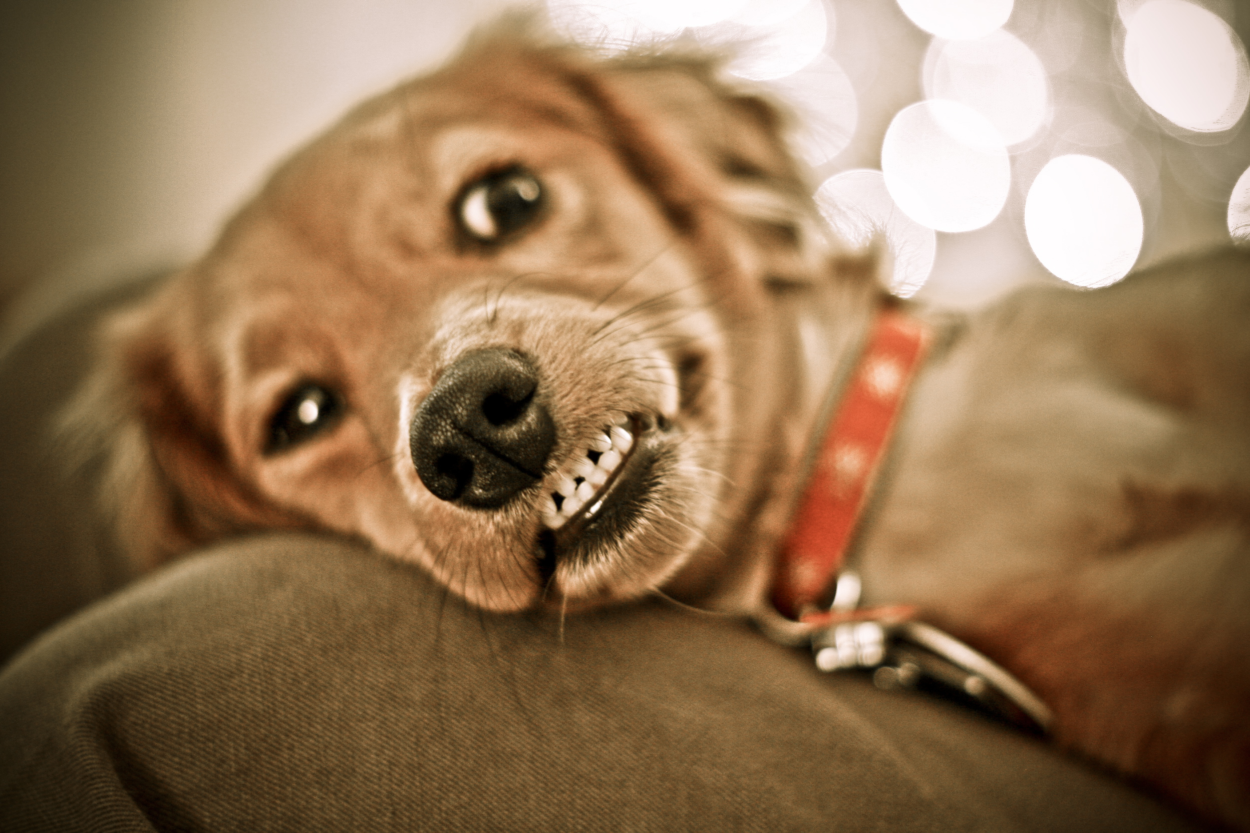 Funny Dogs hd background