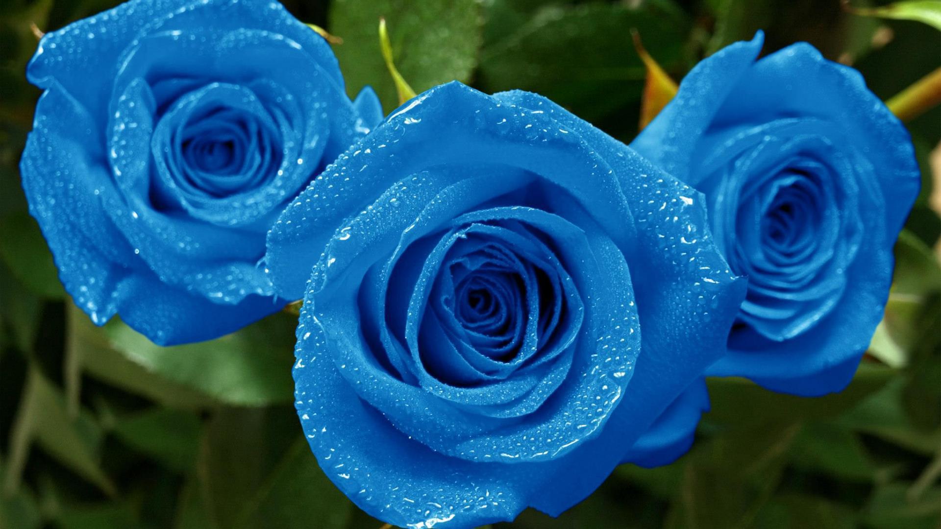 Blue Rose Wallpapers Images Photos Pictures Backgrounds