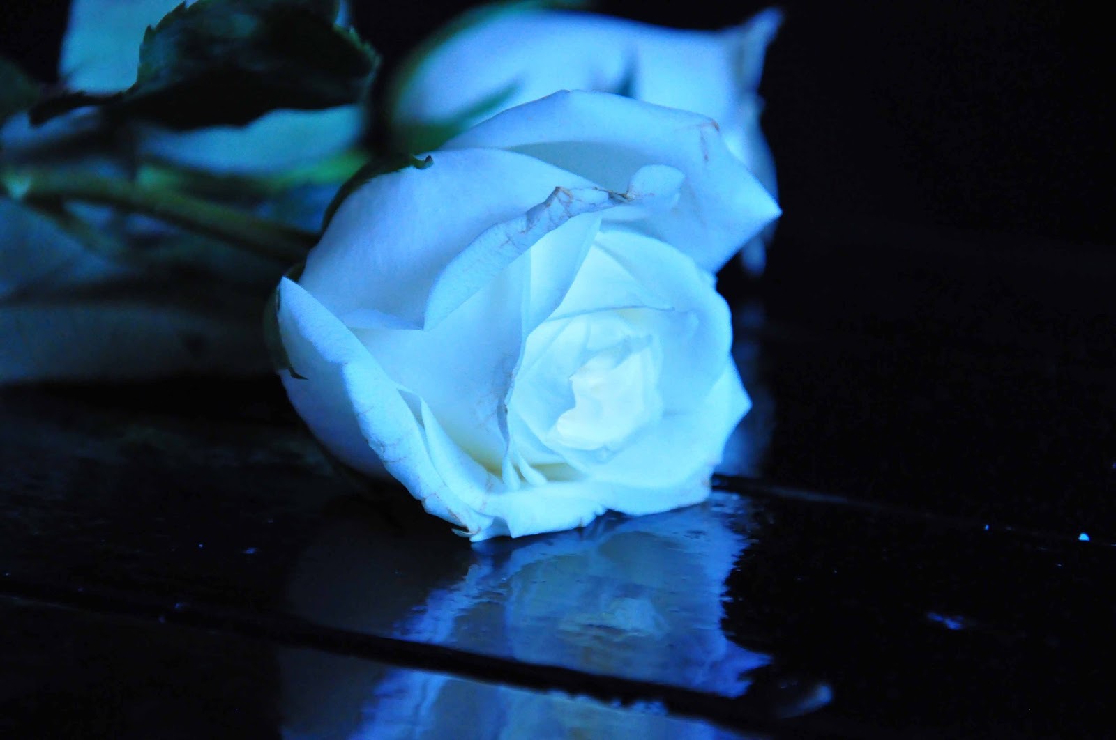 Blue Rose Wallpapers Images Photos Pictures Backgrounds