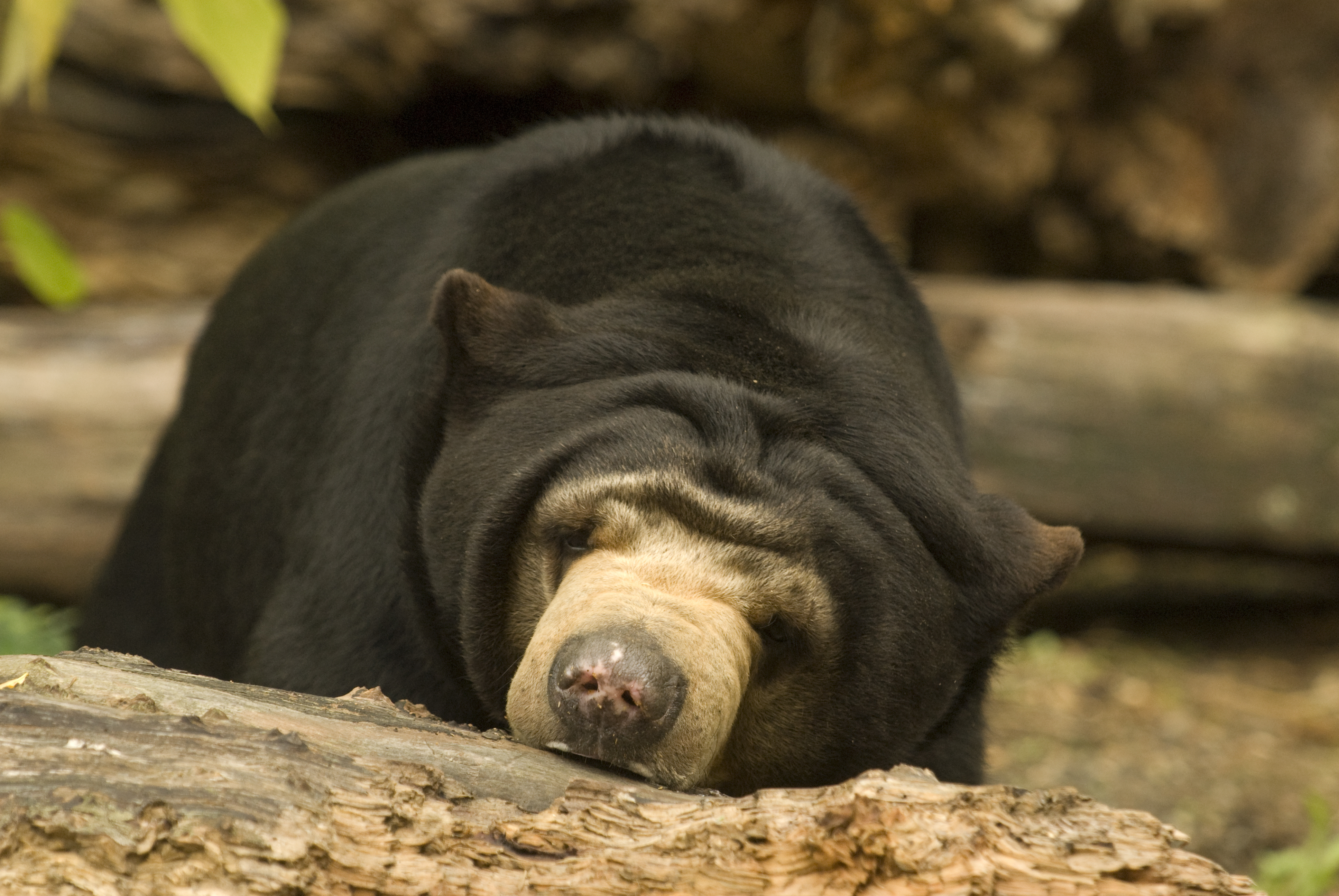 Sun Bear Wallpapers Images Photos Pictures Backgrounds