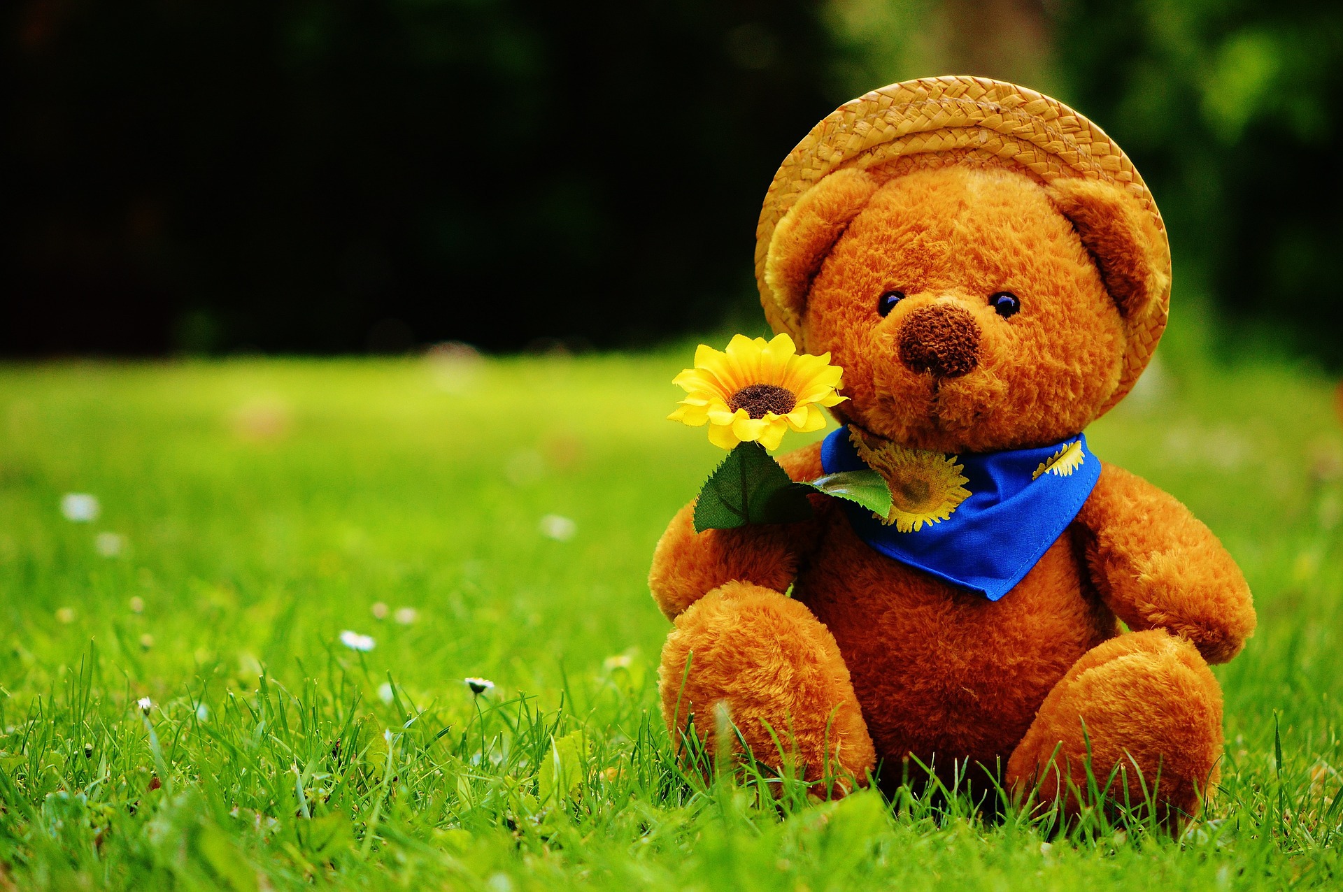 Teddy Bear Hd Wallpaper