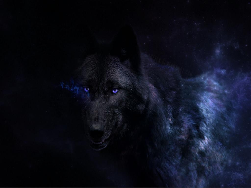 Black Wolf Wallpapers Images Photos Pictures Backgrounds