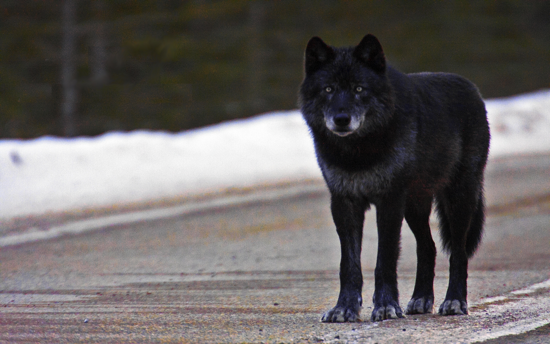 Black Wolf Wallpapers Hd