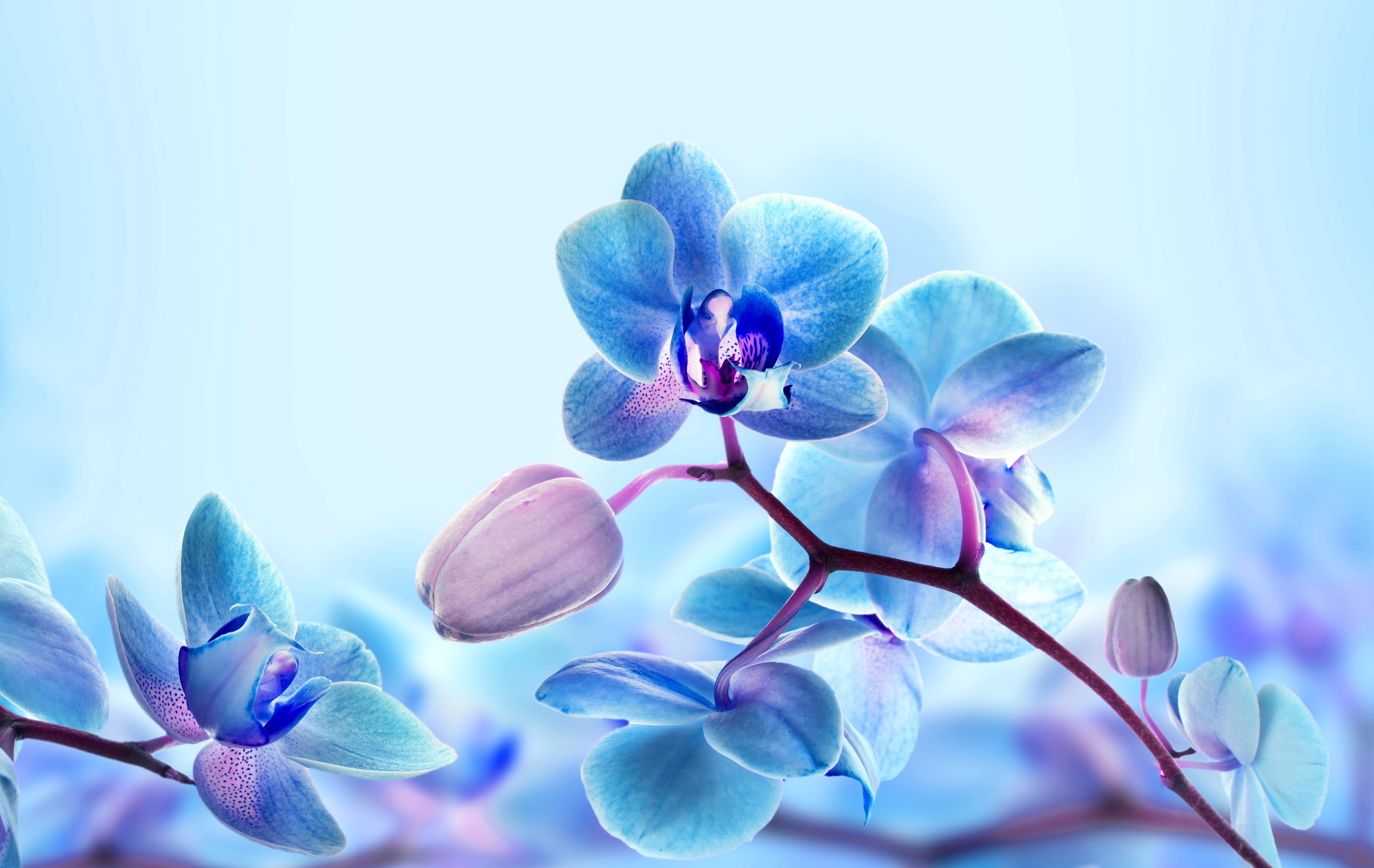 Blue Orchid Wallpapers Images Photos Pictures Backgrounds