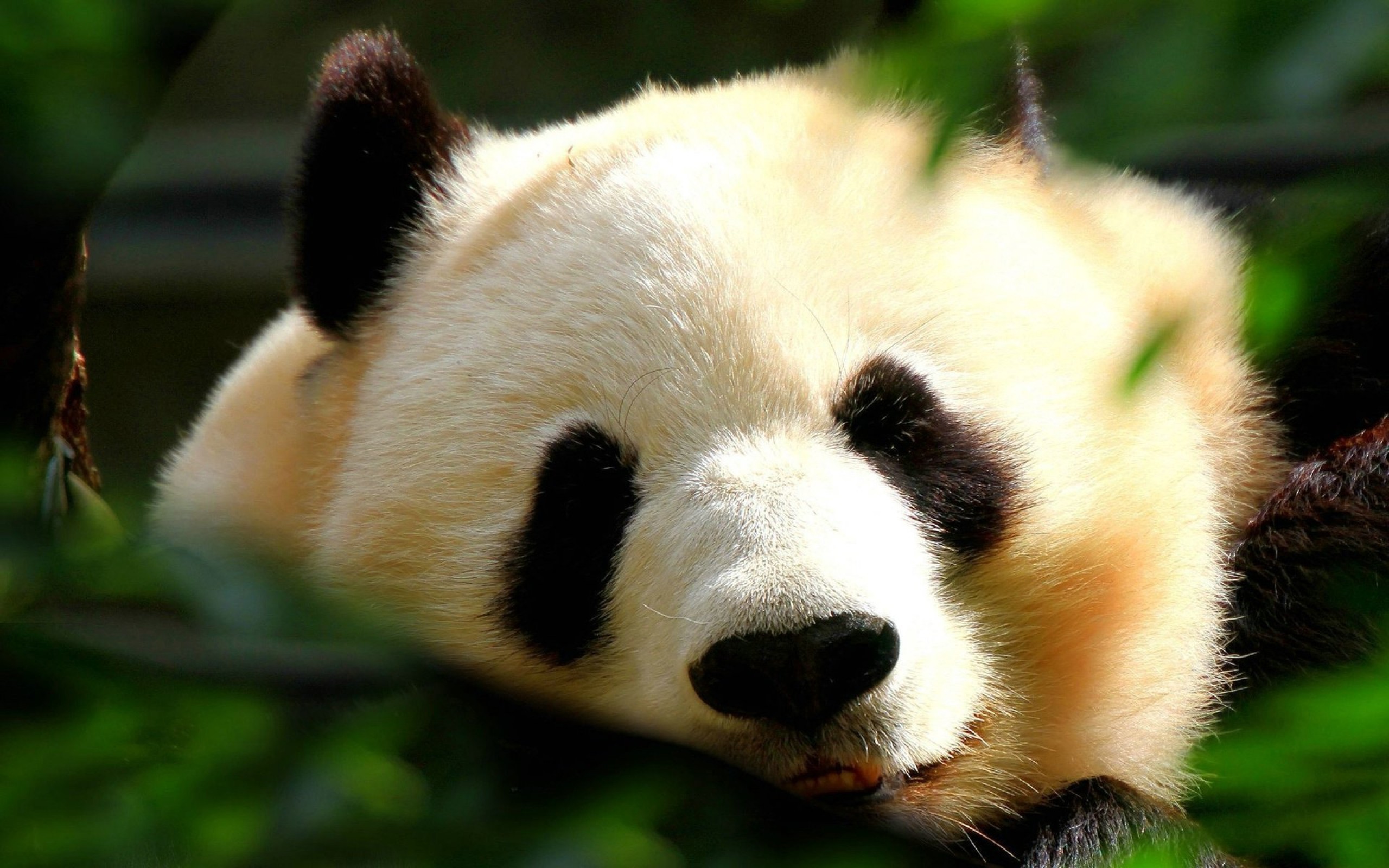 Panda Wallpapers Images Photos Pictures Backgrounds