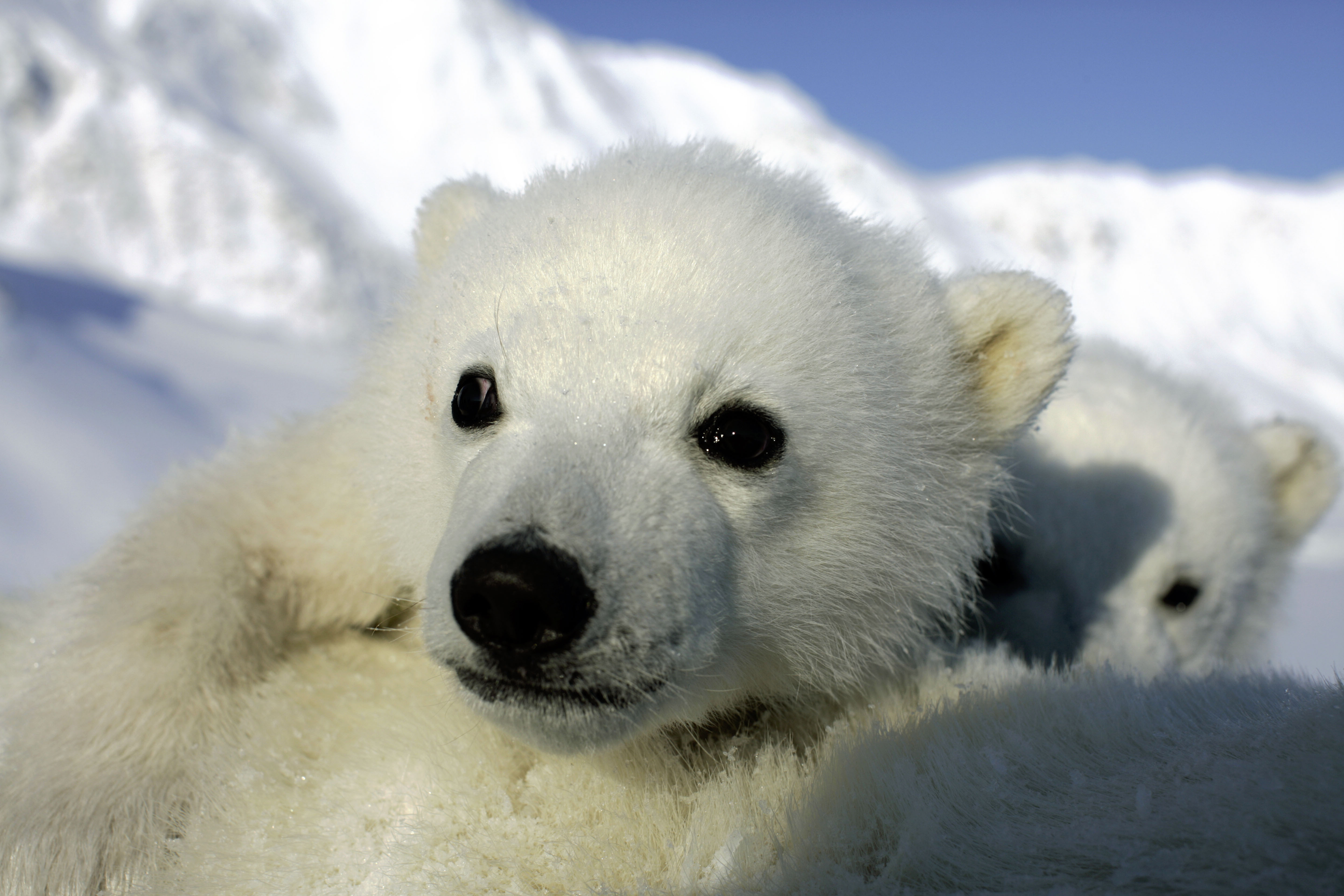 polar-bear-wallpapers-images-photos-pictures-backgrounds