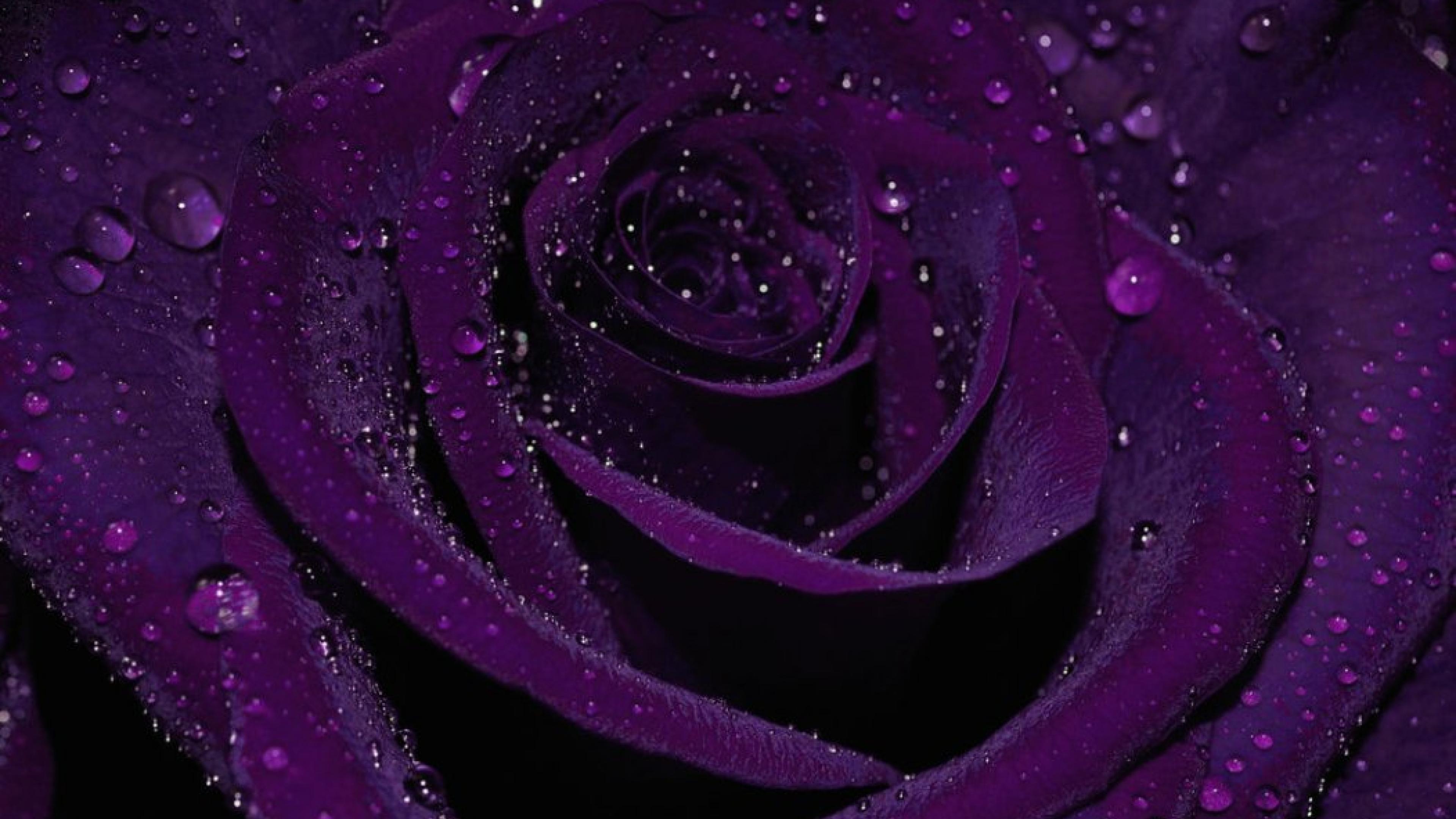 Purple Rose Wallpapers Images Photos Pictures Backgrounds