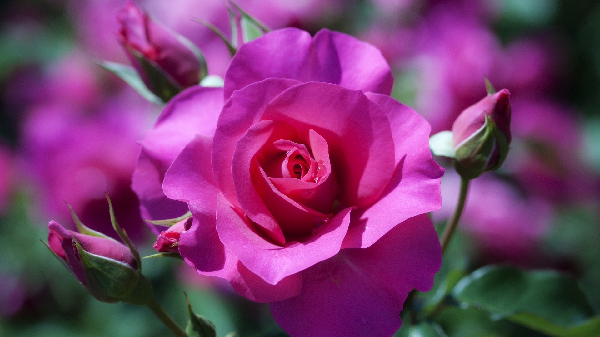 Purple Rose Widescreen
