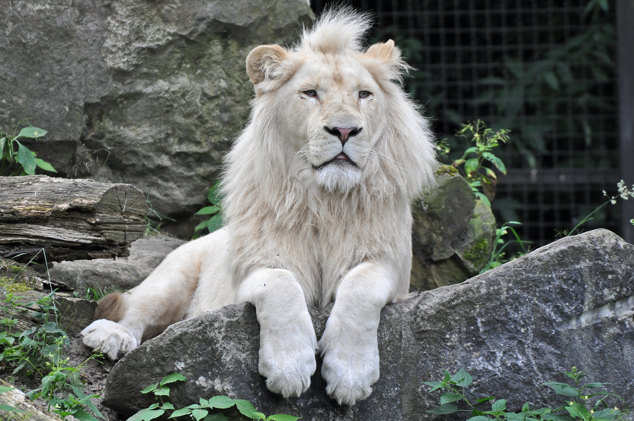 White Lion Wallpapers Hd