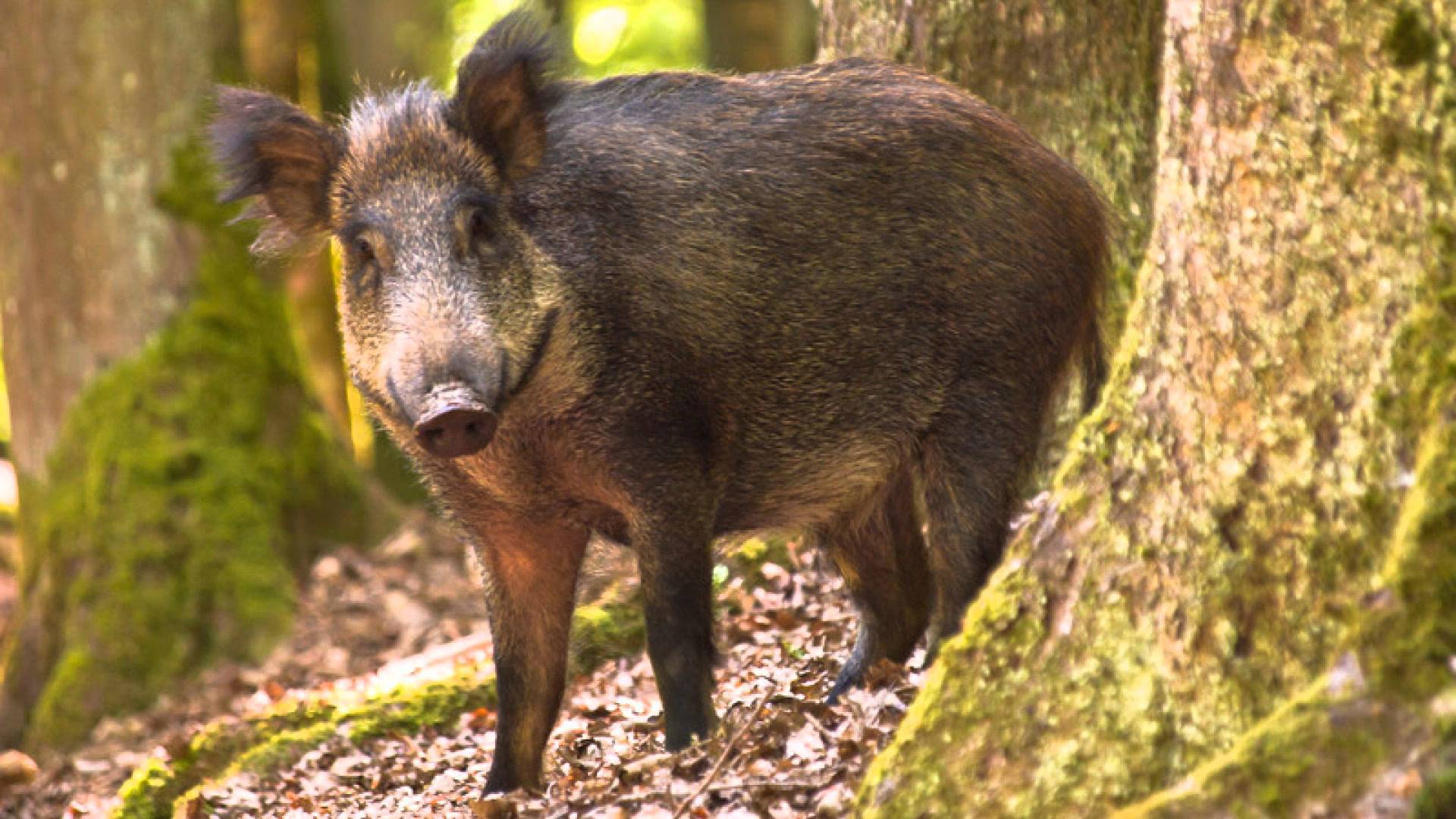 Wild Boar Wallpapers Images Photos Pictures Backgrounds