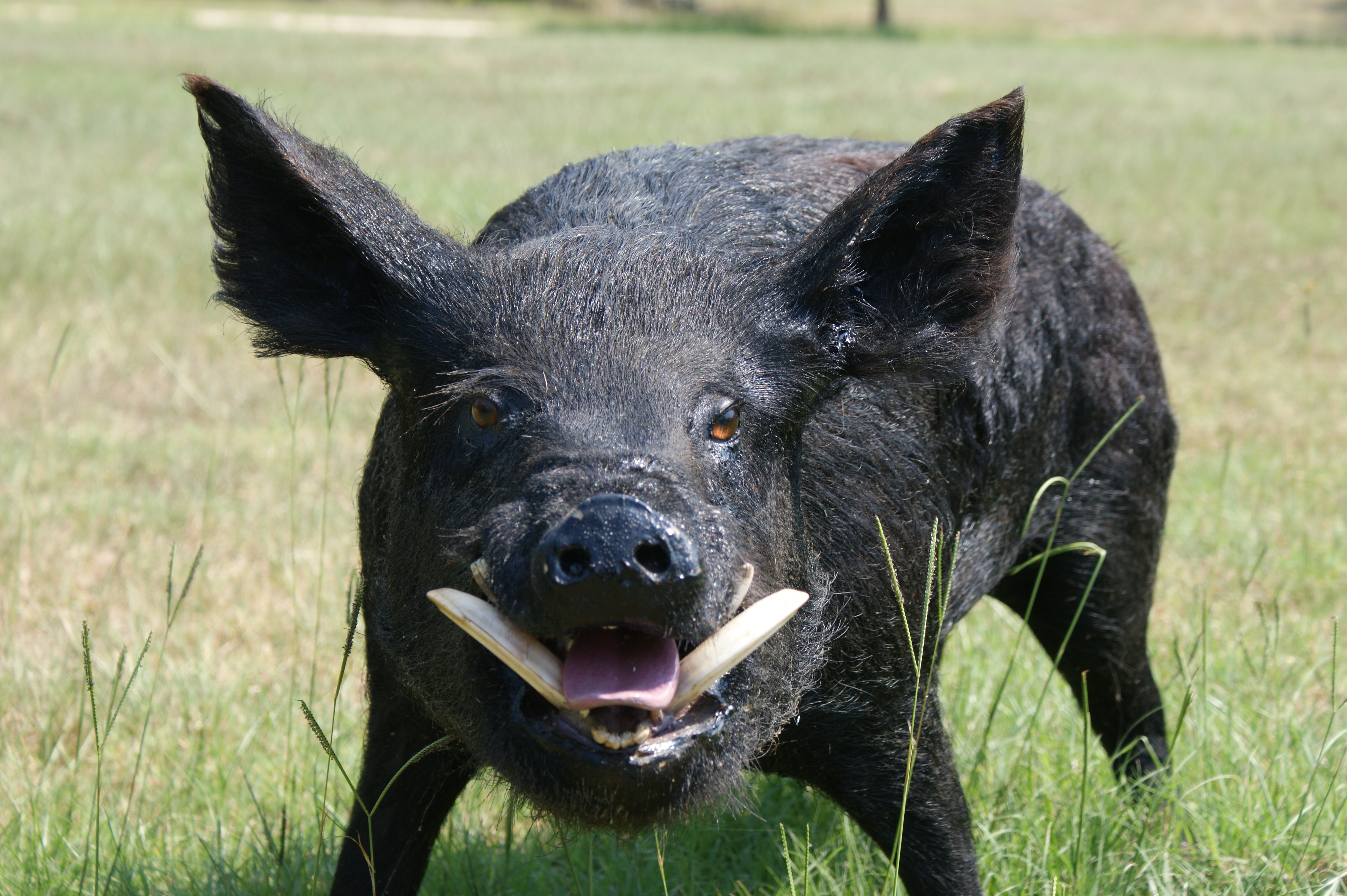 Copper Boar North Liberty At Jimmy Conyers Blog