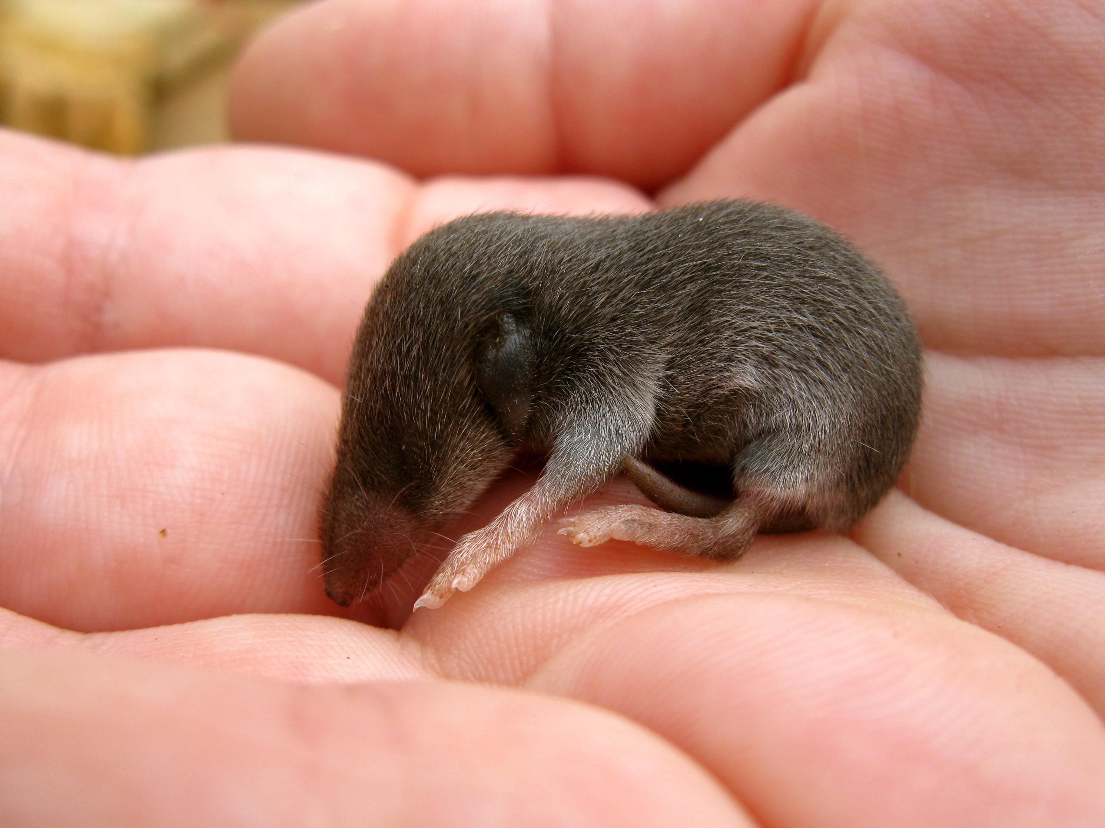 baby-mole-wallpapers-images-photos-pictures-backgrounds