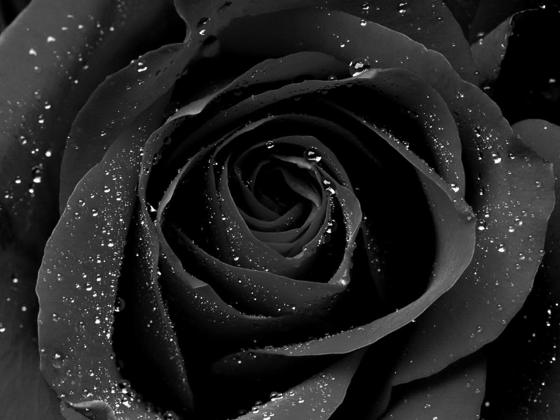 Black Rose 4K