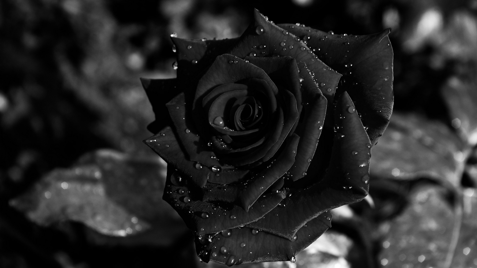 Black Rose Wallpapers Images Photos Pictures Backgrounds