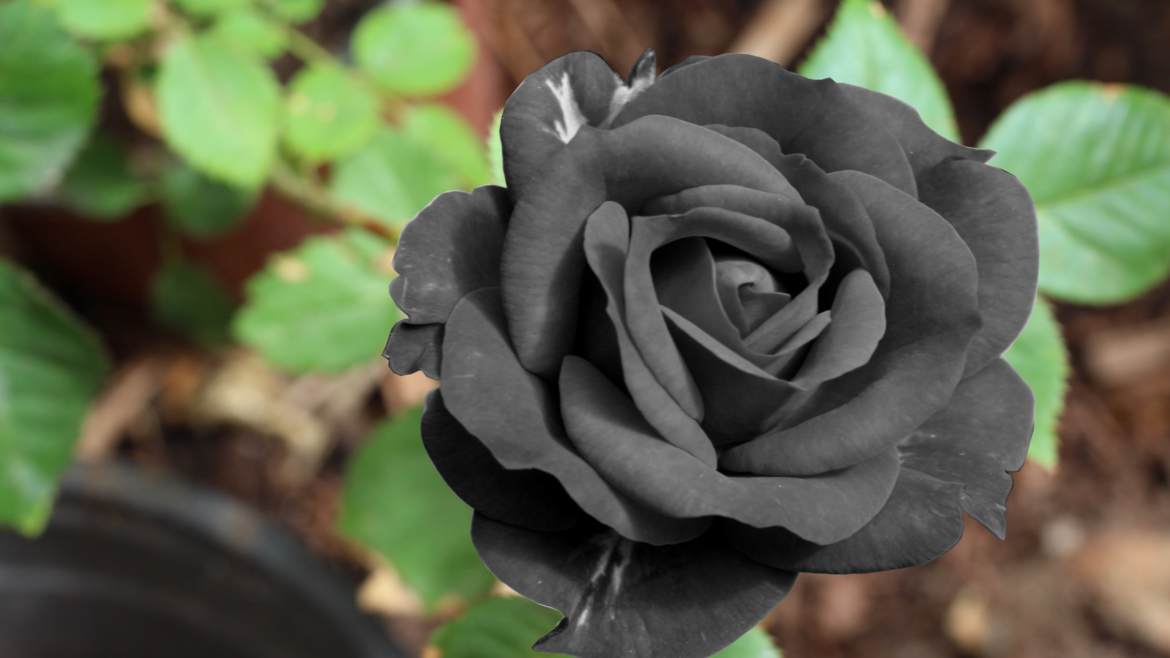 Black Rose Wallpapers Images Photos Pictures Backgrounds