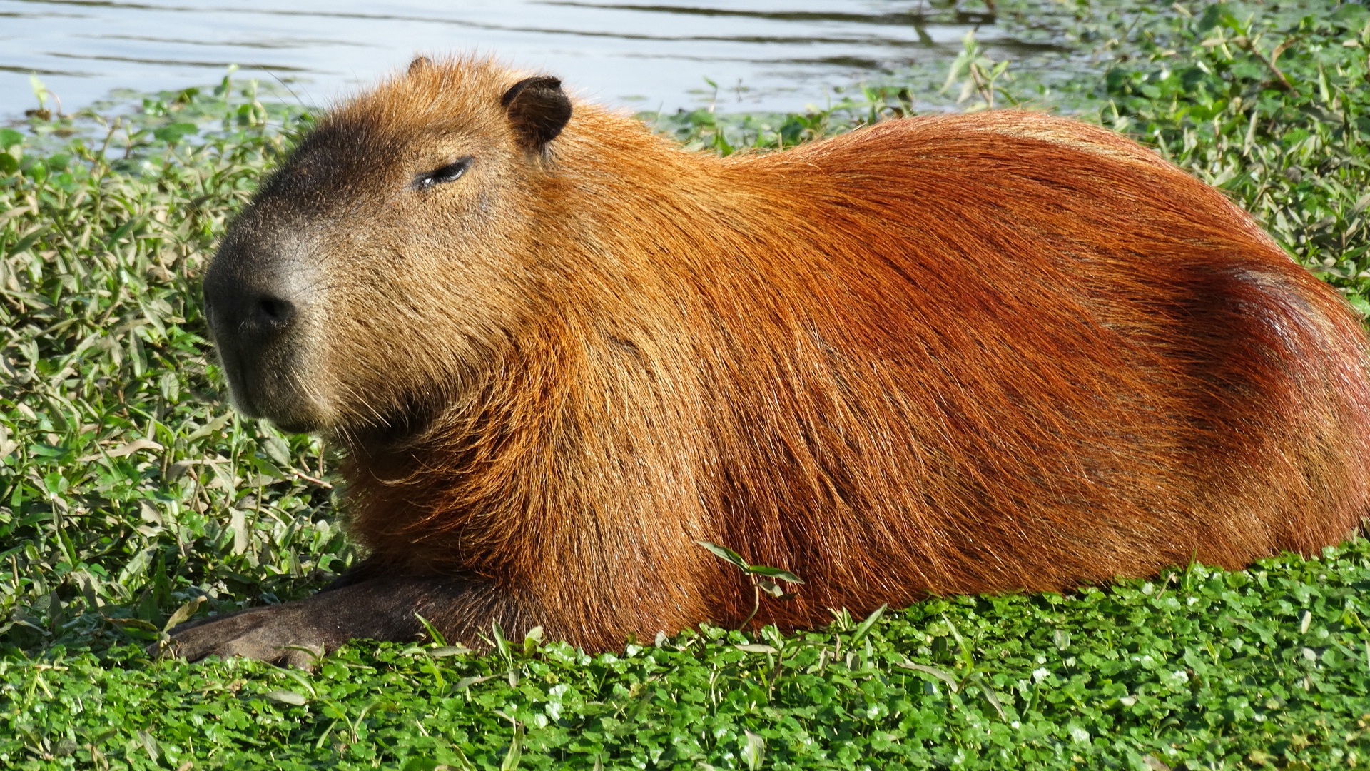 Capybara Swimming