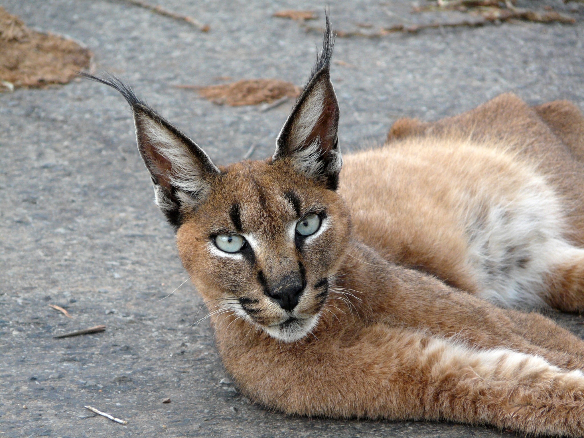 Caracal Wallpapers Images Photos Pictures Backgrounds