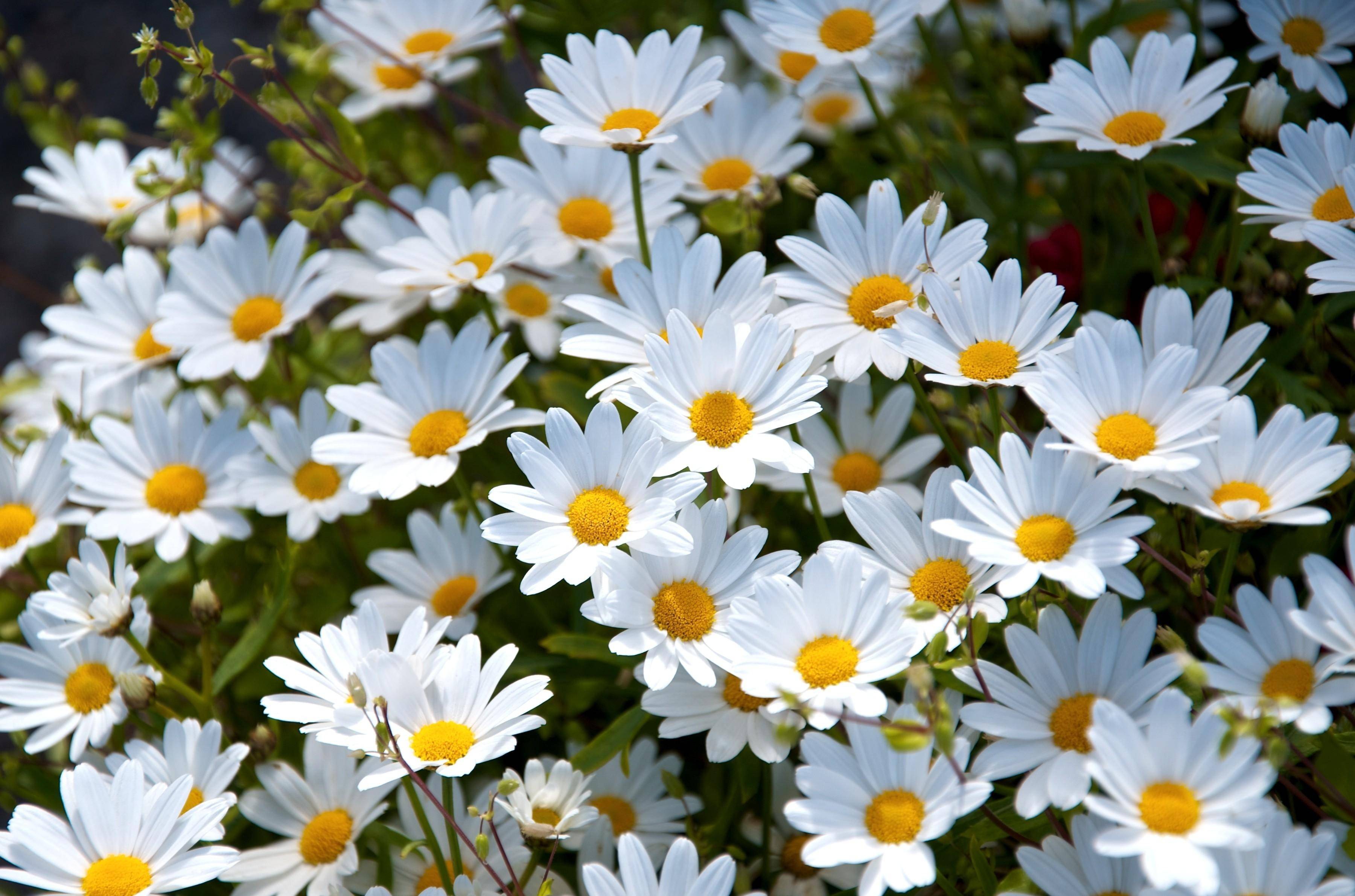 Wallpaper : daisies, flowers, sky, flower, close up 2700x1930 - goodfon - 1064018 - HD ...