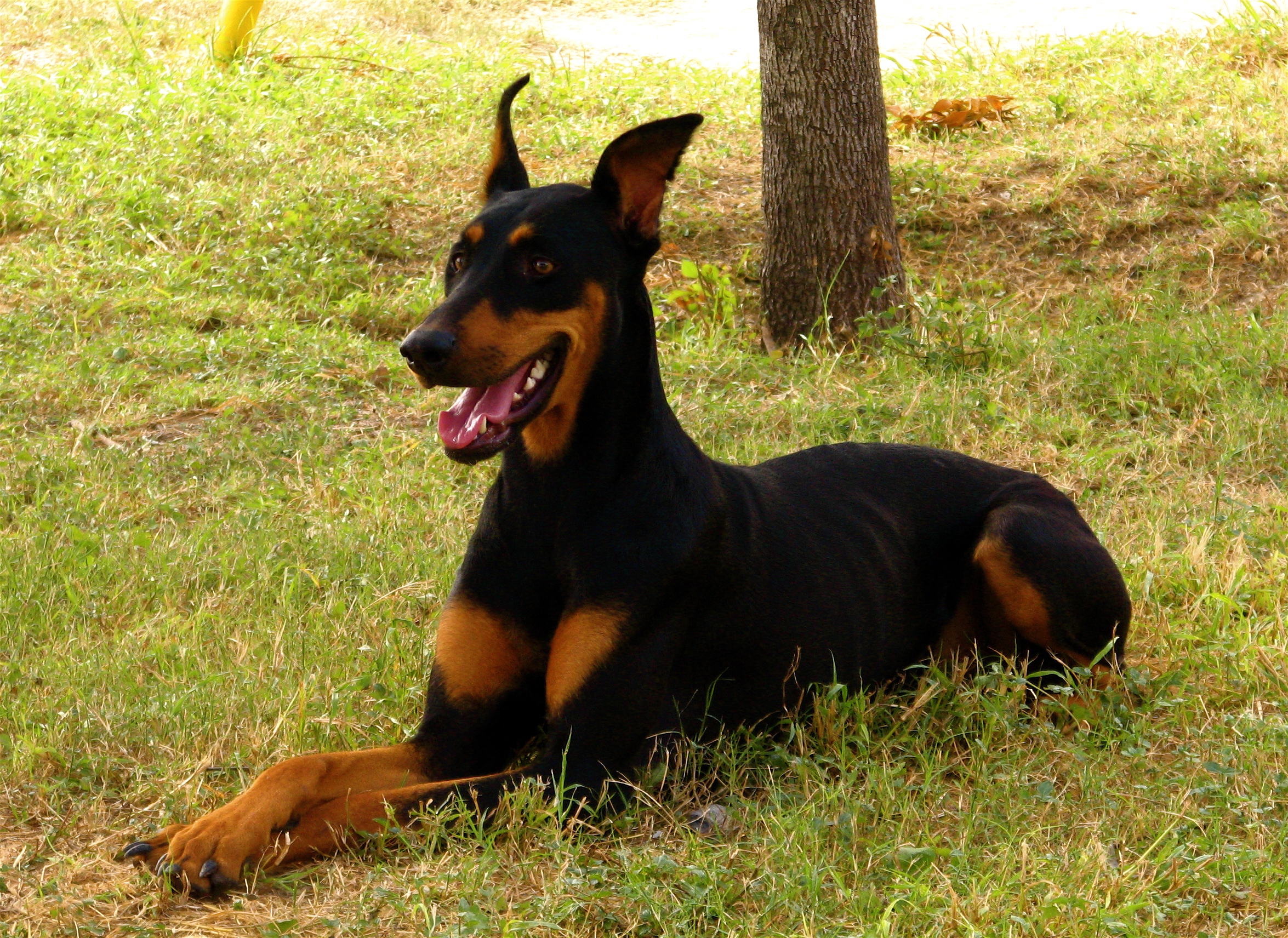 Doberman Pinscher Wallpapers Images Photos Pictures Backgrounds