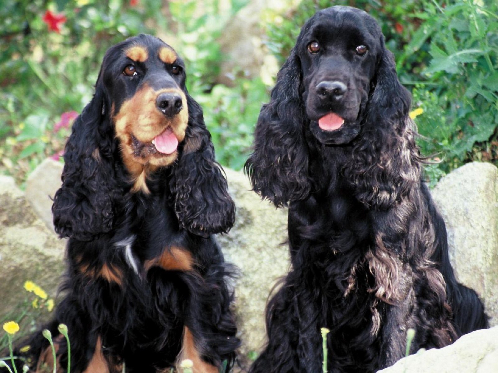 English Cocker Spaniel Wallpapers Images Photos Pictures Backgrounds