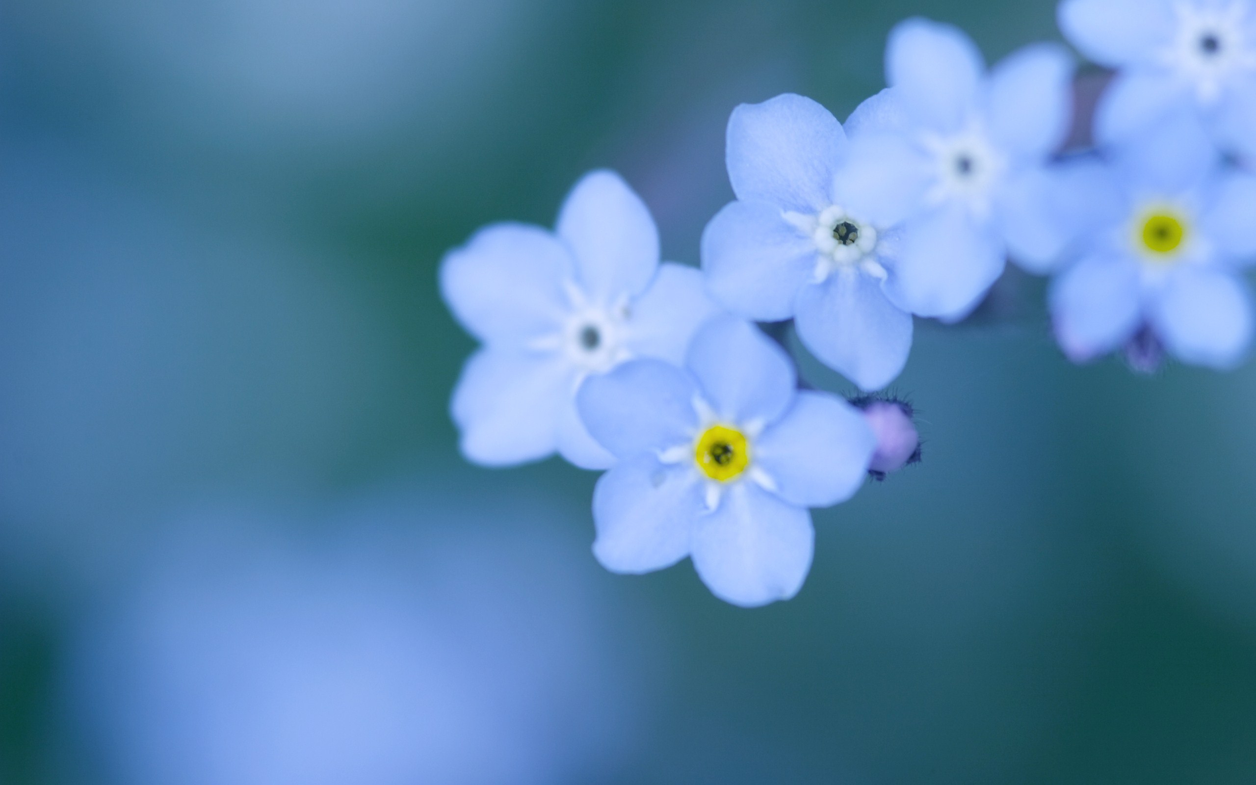 Forget Me Not Flower Wallpapers Images Photos Pictures Backgrounds