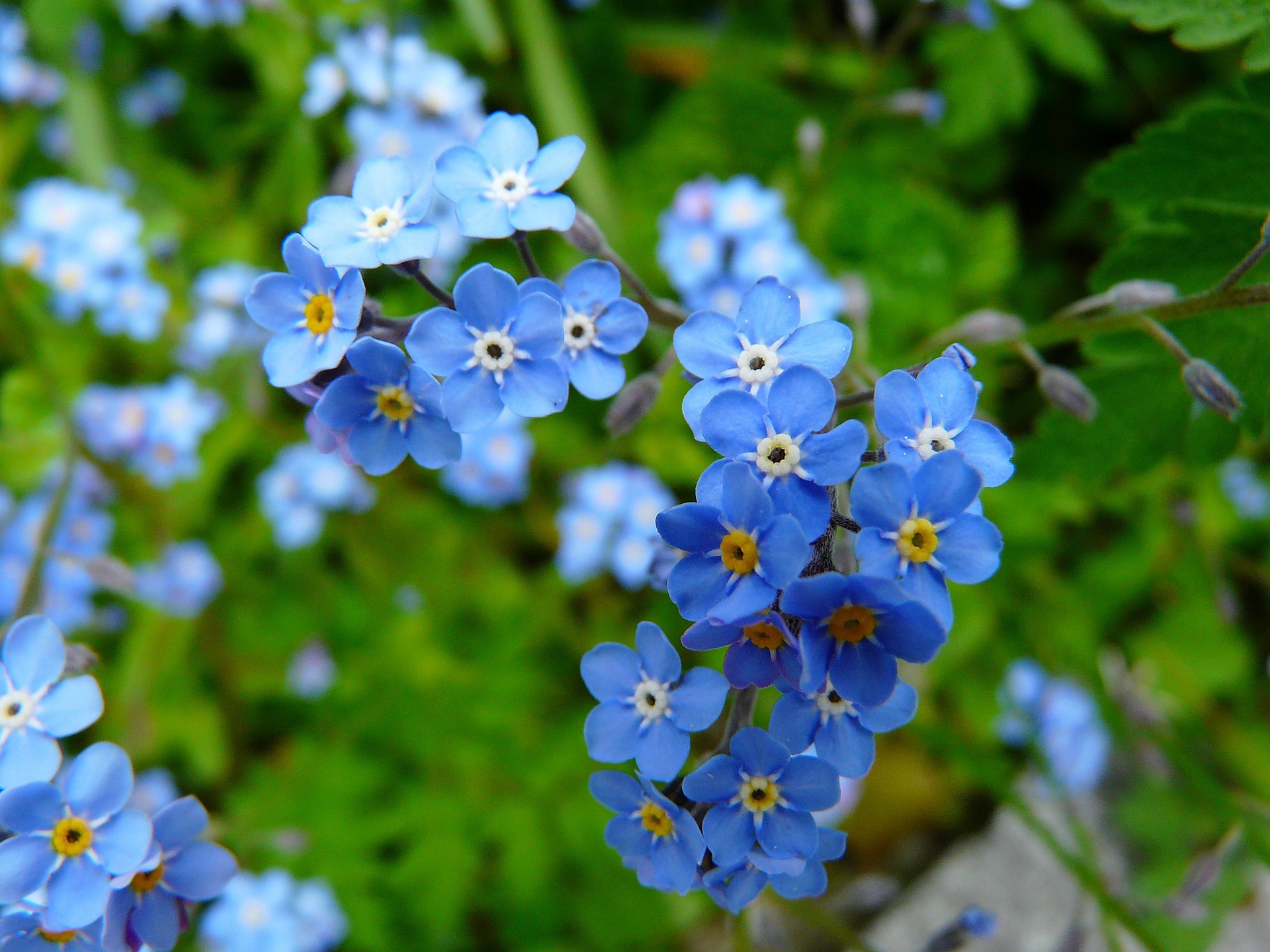 Forget Me Not Flower High Definition Wallpapers