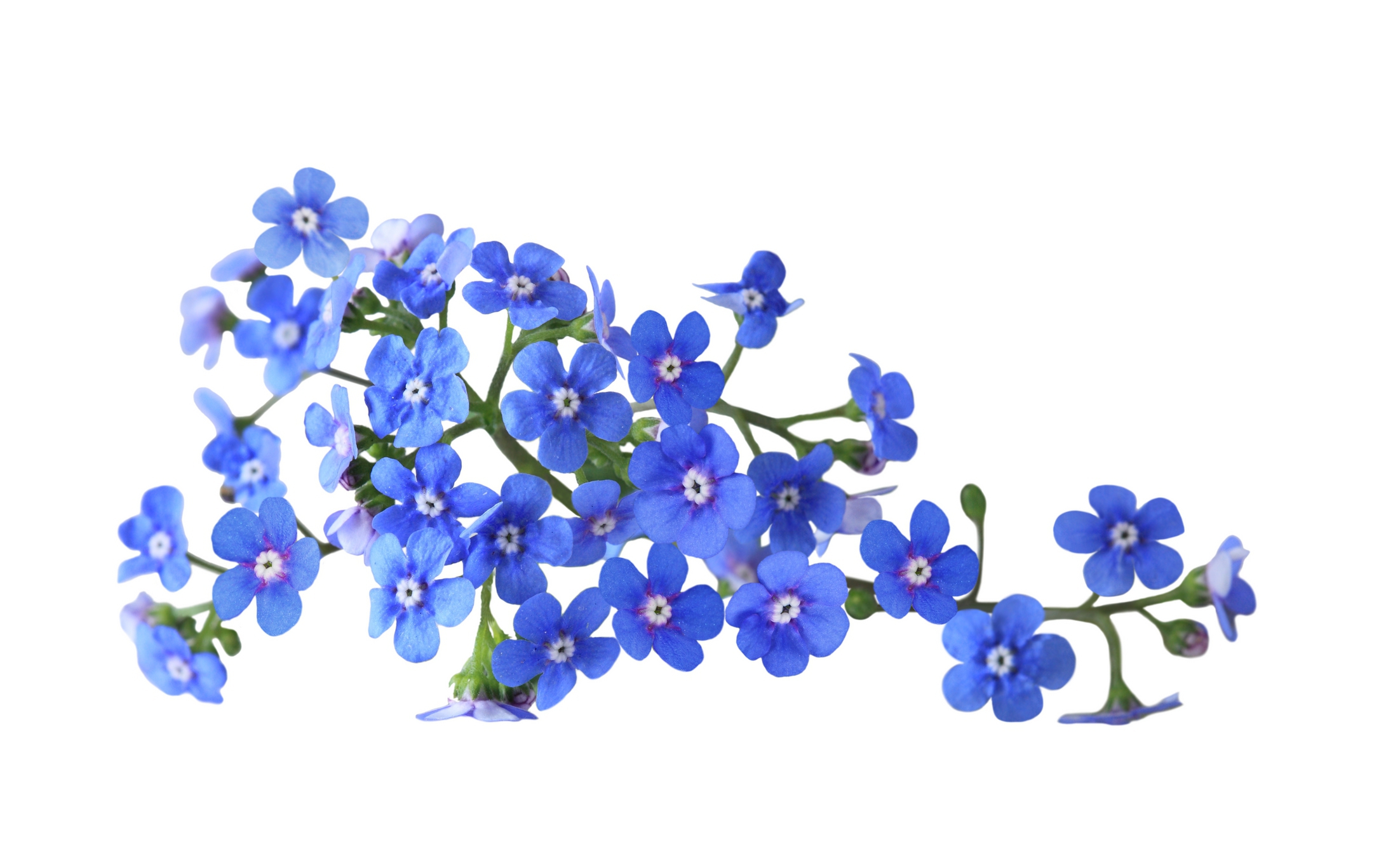 Forget Me Not Flower Wallpapers Images Photos Pictures Backgrounds