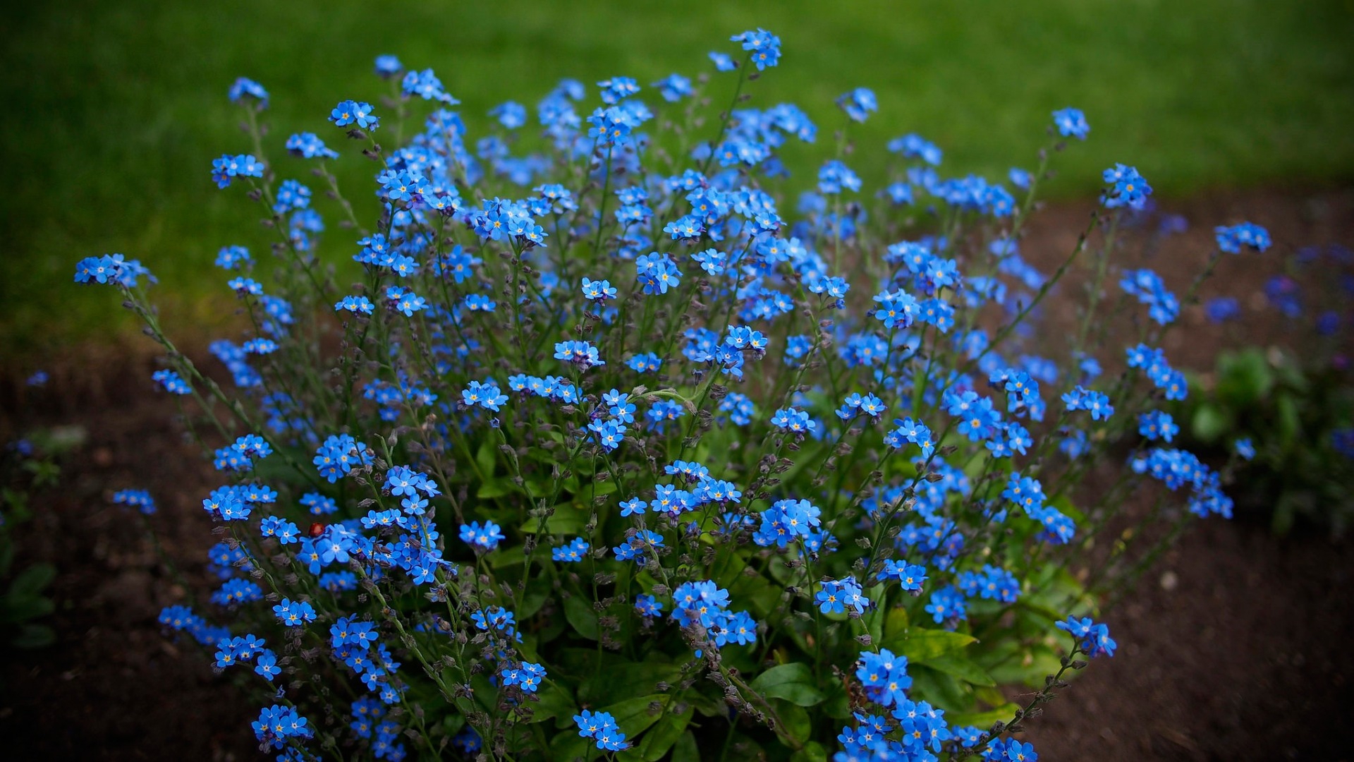 Forget Me Not Flower Wallpaper