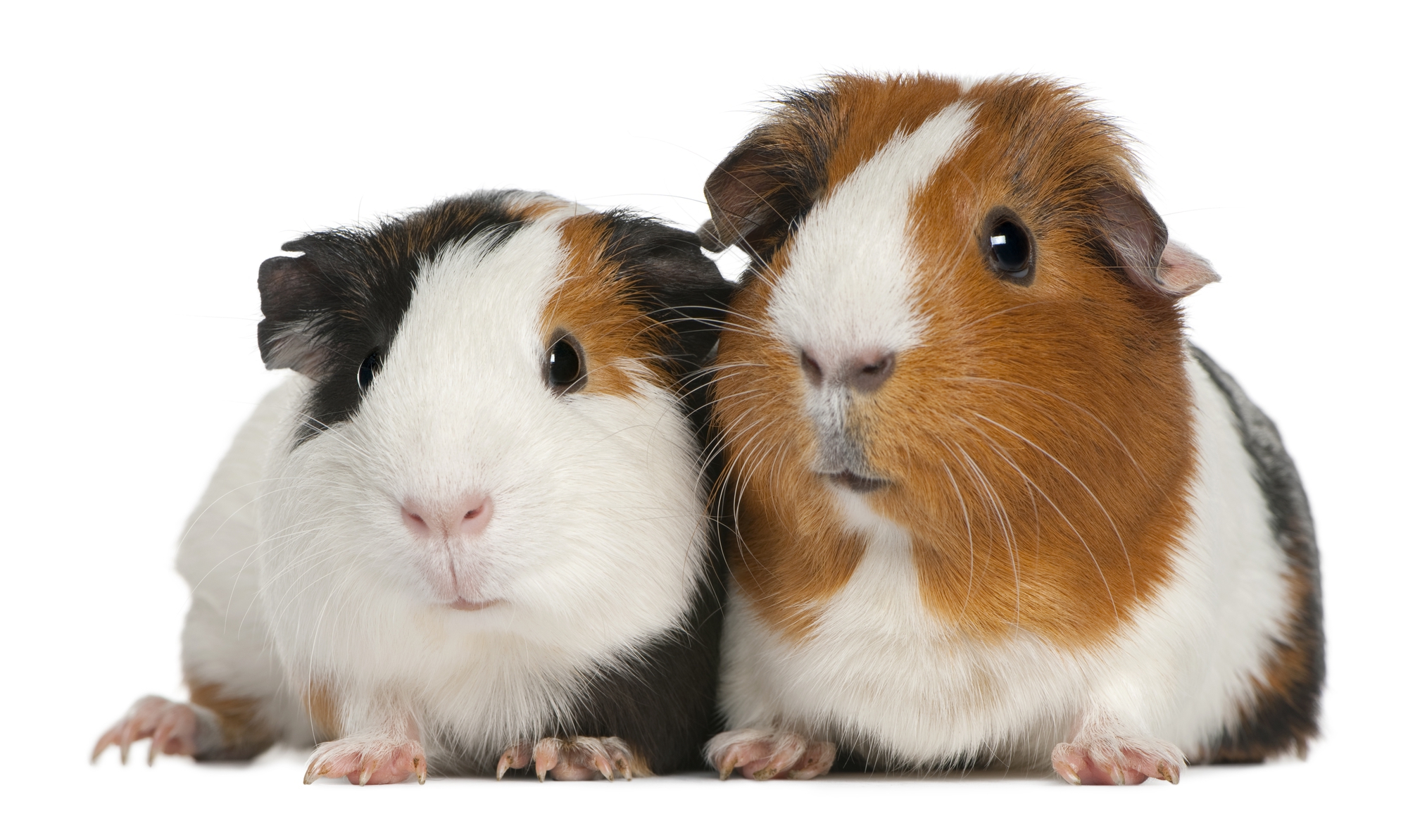 Guinea Pig Wallpapers Images Photos Pictures Backgrounds