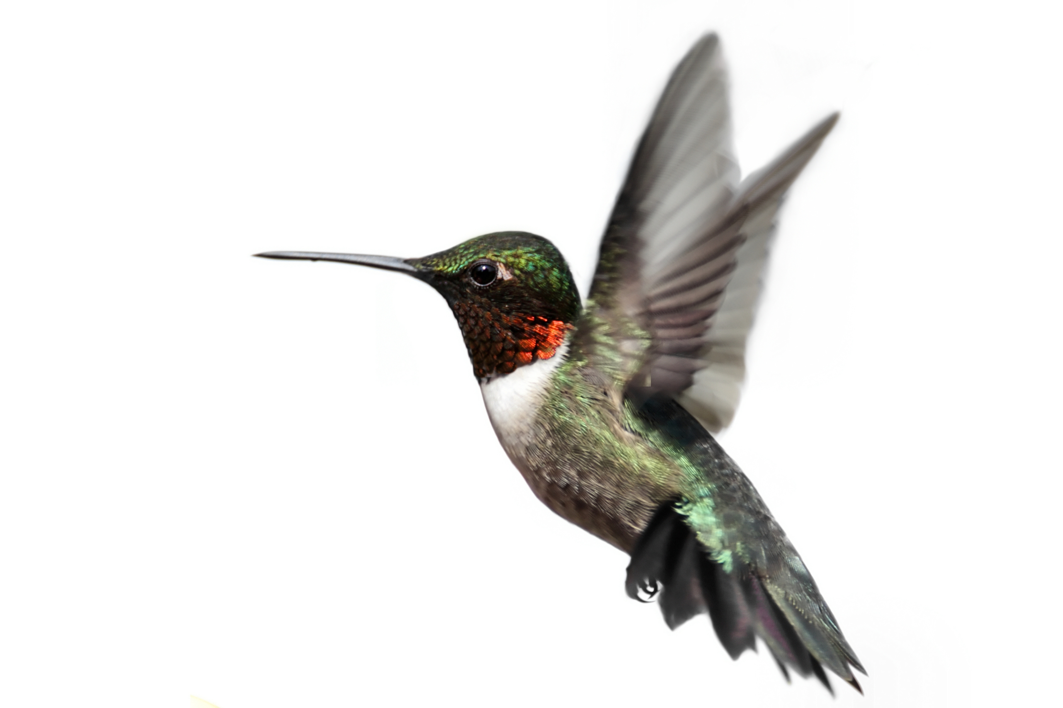 Hummingbird Wallpapers Images Photos Pictures Backgrounds