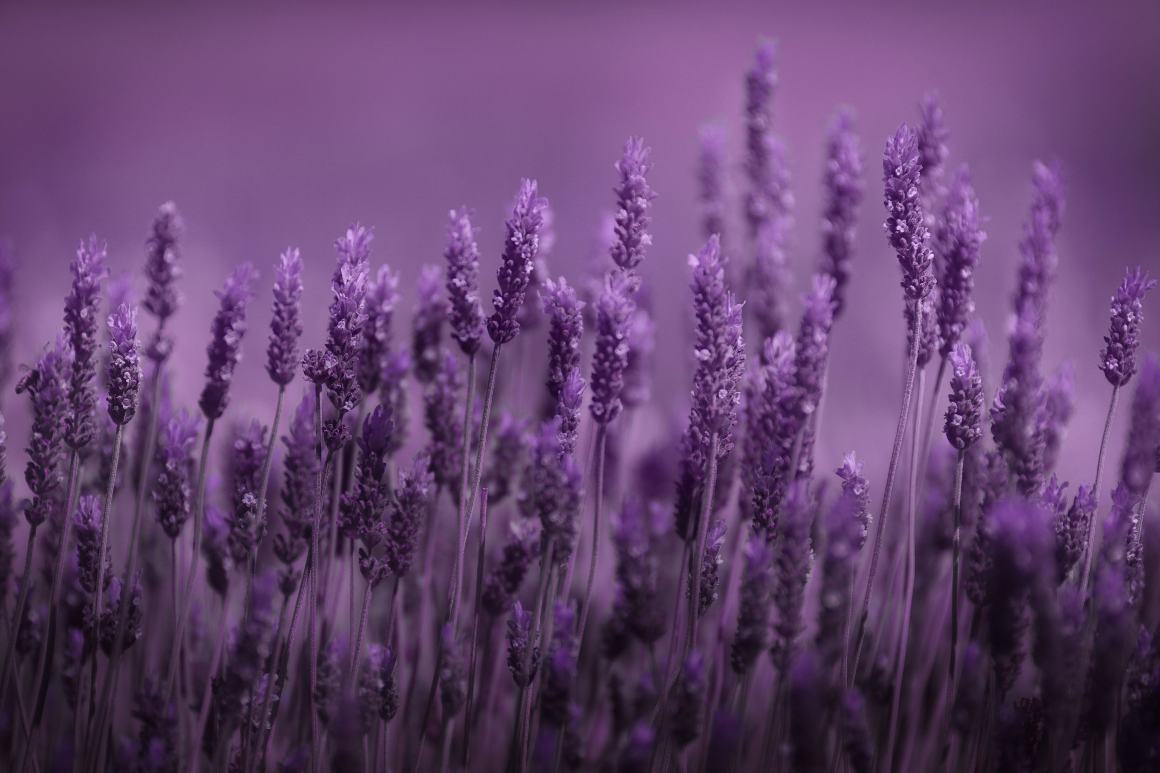 Lavender Wallpapers Images Photos Pictures Backgrounds HD Wallpapers Download Free Images Wallpaper [wallpaper981.blogspot.com]