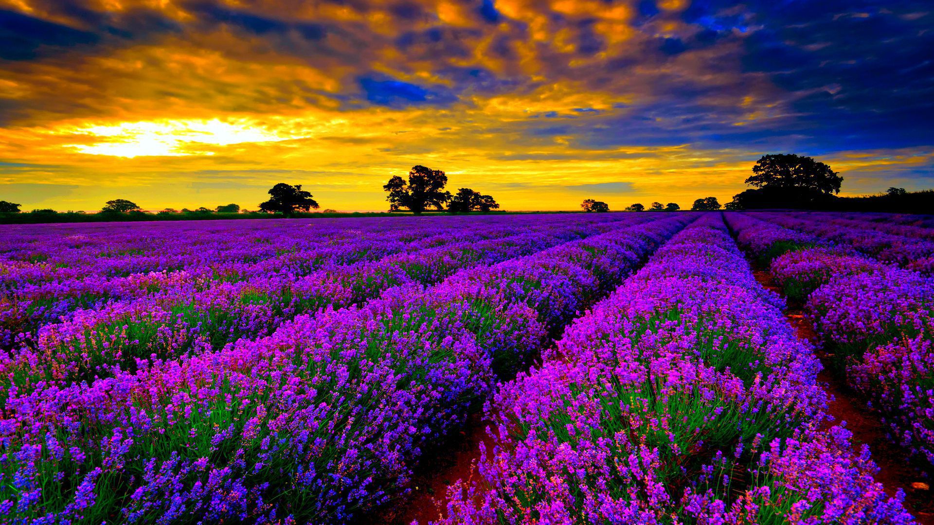 Lavender Wallpapers Images Photos Pictures Backgrounds