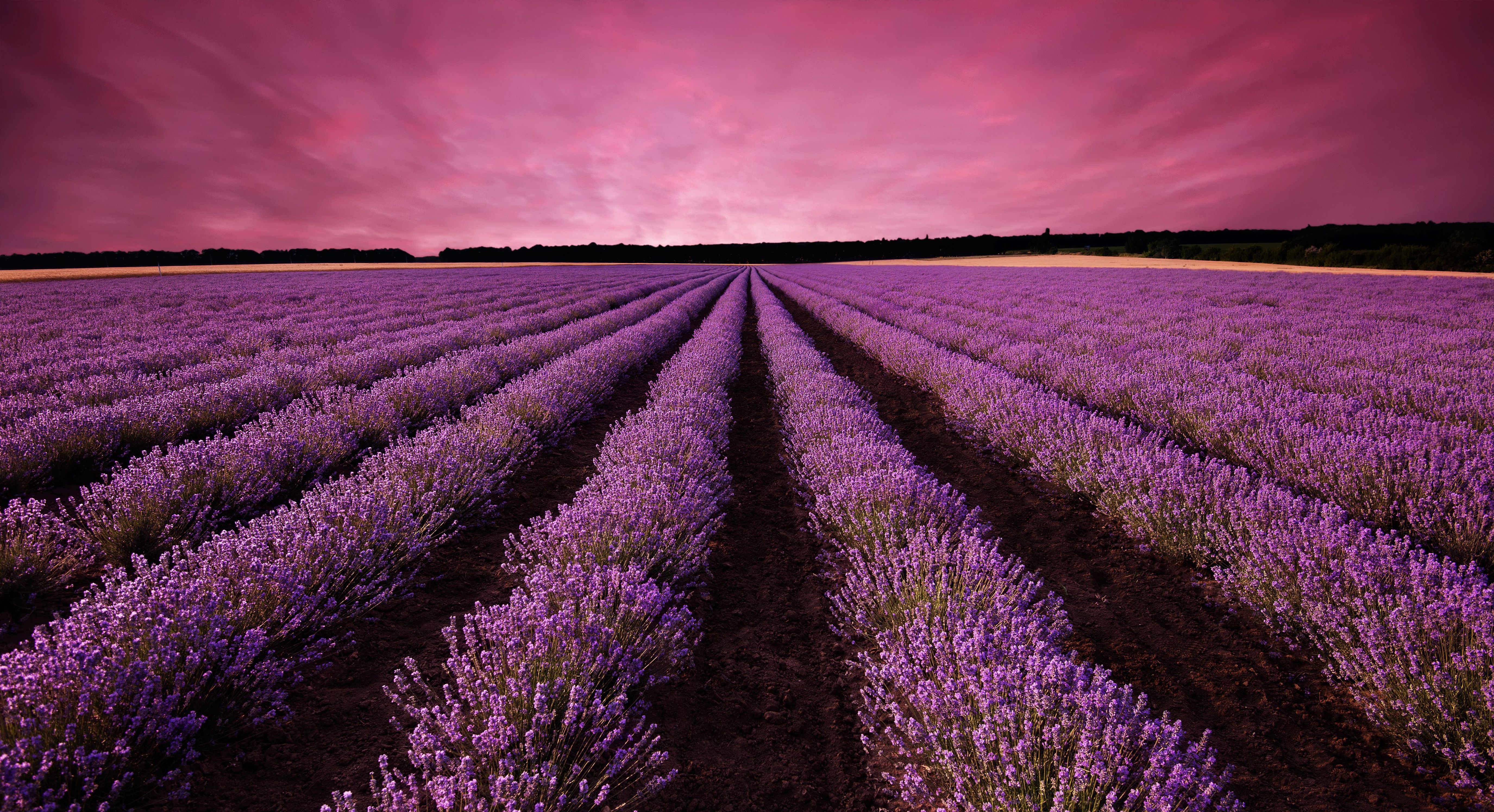 Lavender For Desktop Background