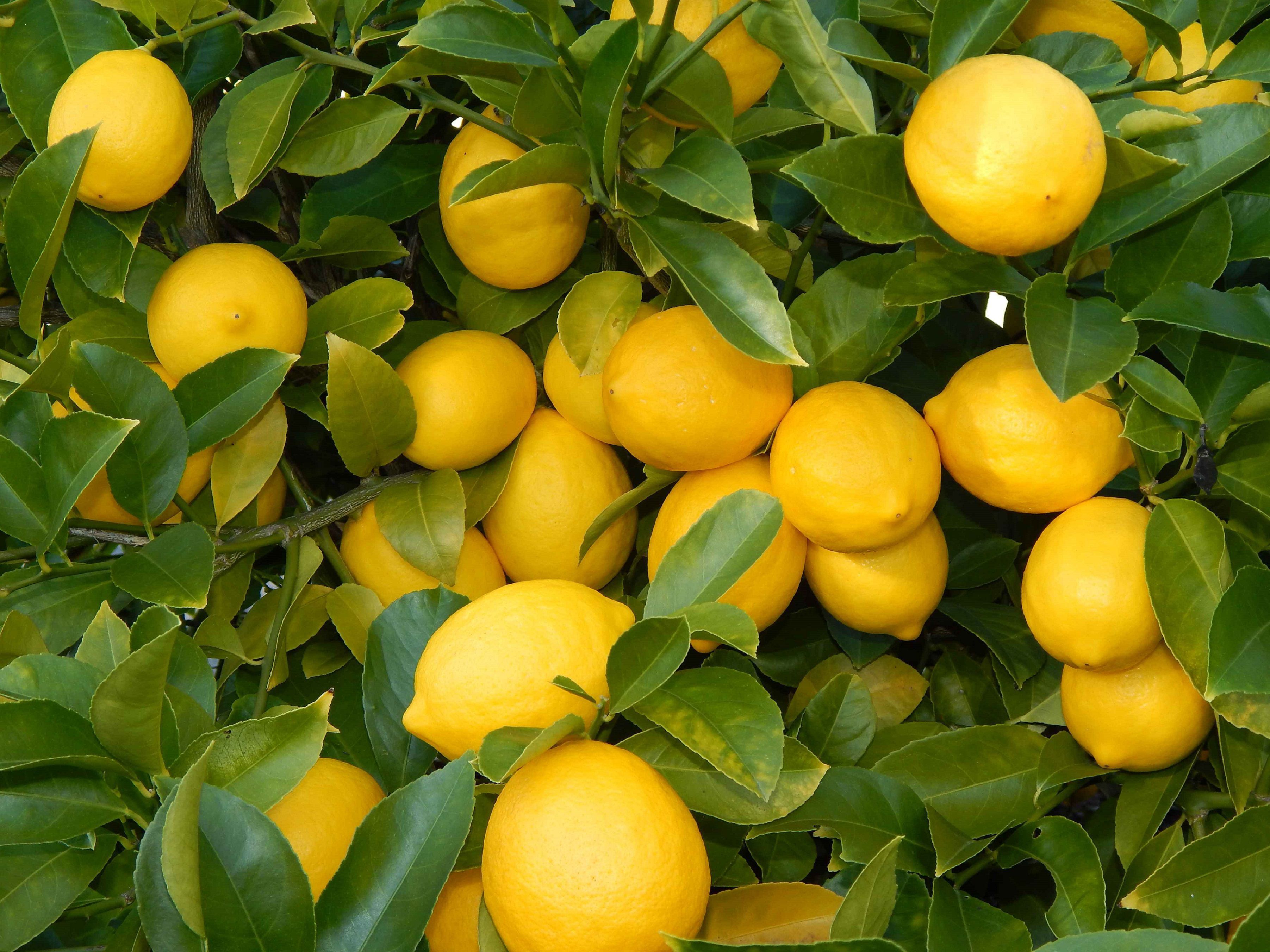 Lemon Wallpapers Images Photos Pictures Backgrounds