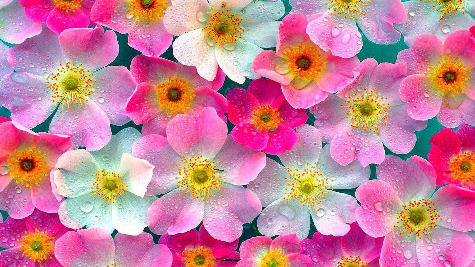 Flower Nature Flower Wallpaper Photo Download : Two bright flower