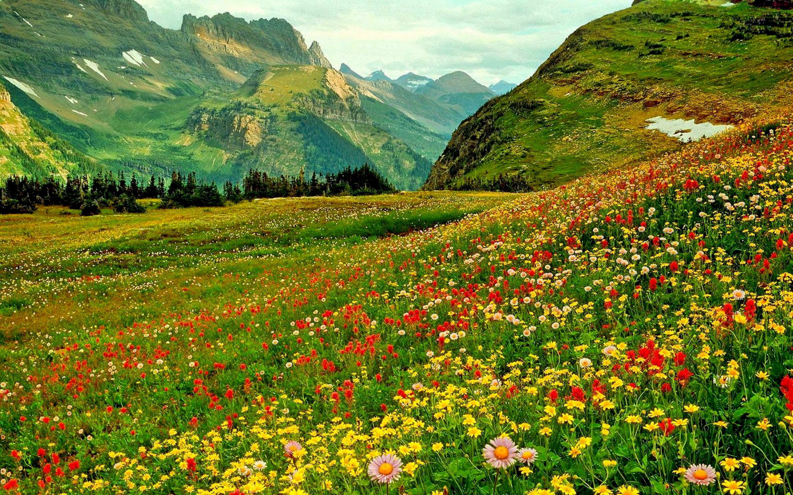 Flower Fields Wallpapers Images Photos Pictures Backgrounds
