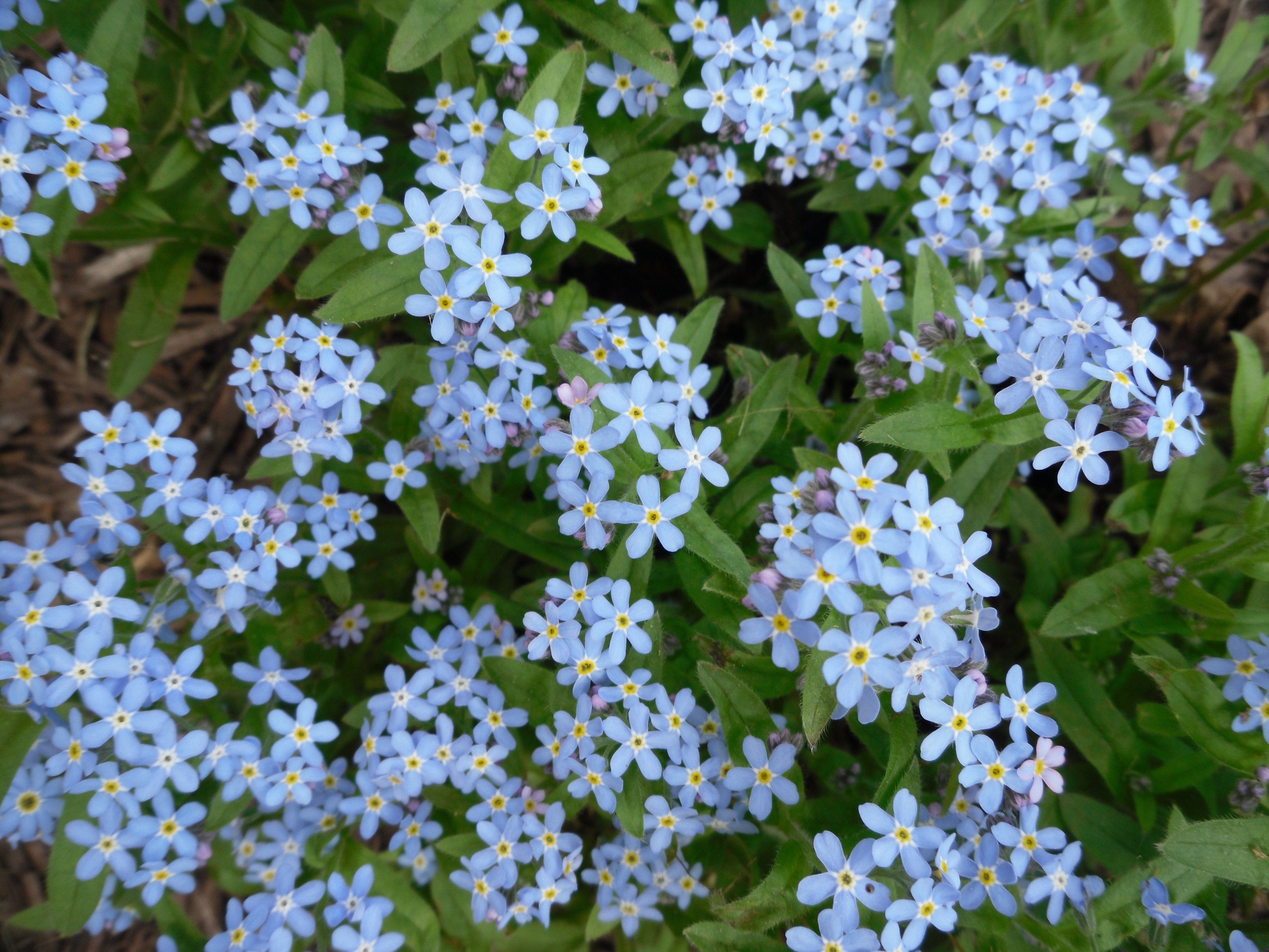 Forget Me Not Flower Wallpapers Images Photos Pictures Backgrounds