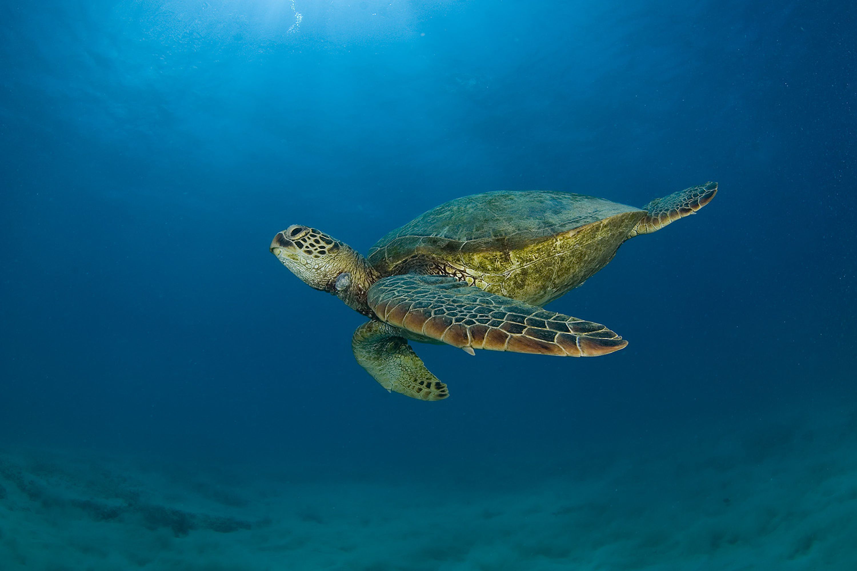 sea-turtle-computer-backgrounds