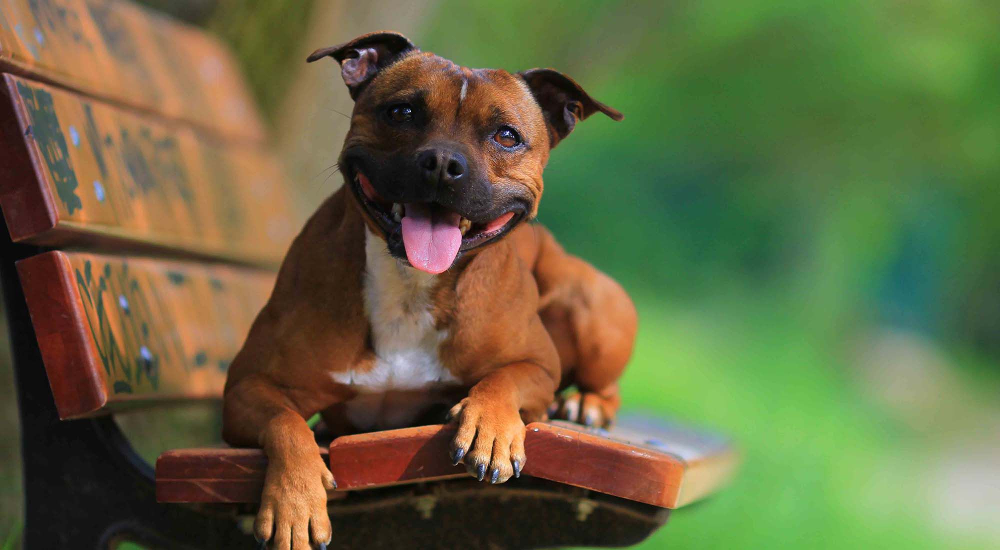 Staffordshire Bull Terrier Wallpapers Images Photos Pictures Backgrounds